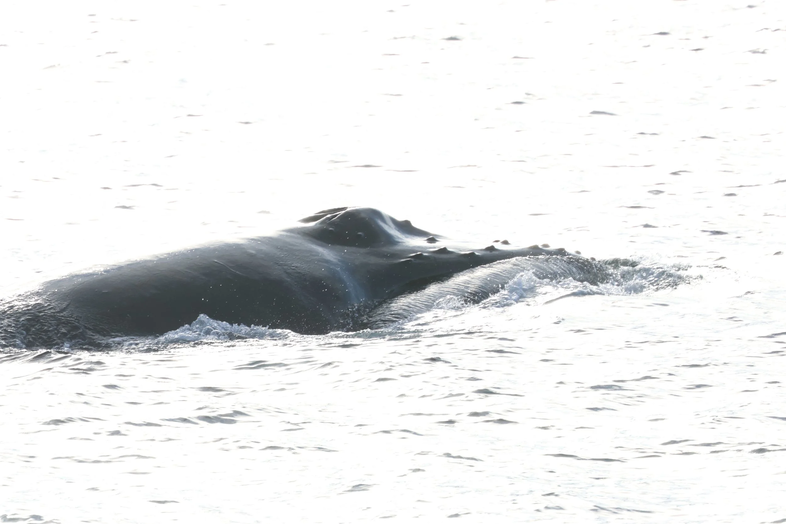 2026_03_04_1300_HOL_GISELA (31).JPG