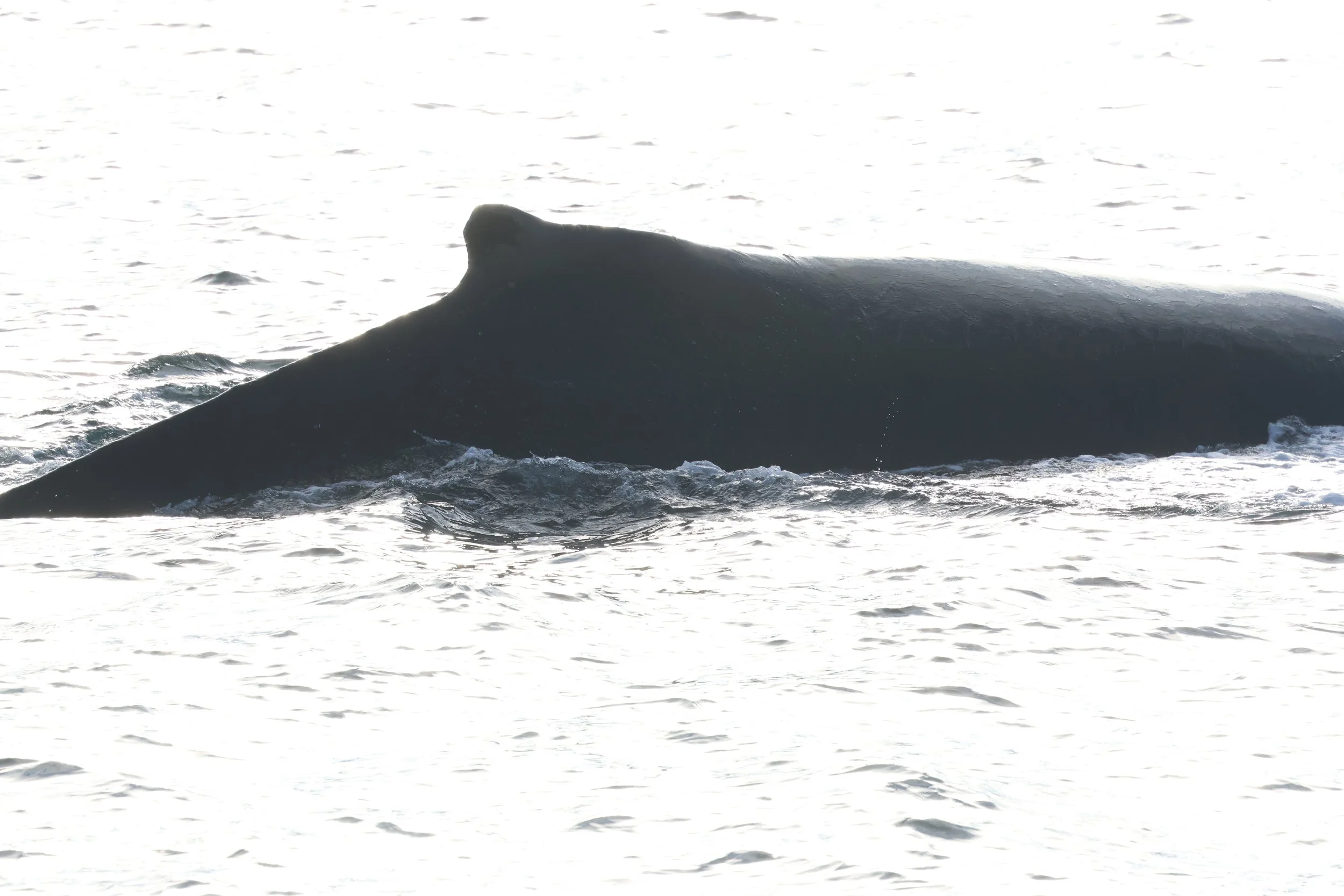 2026_03_04_1300_HOL_GISELA (32).JPG