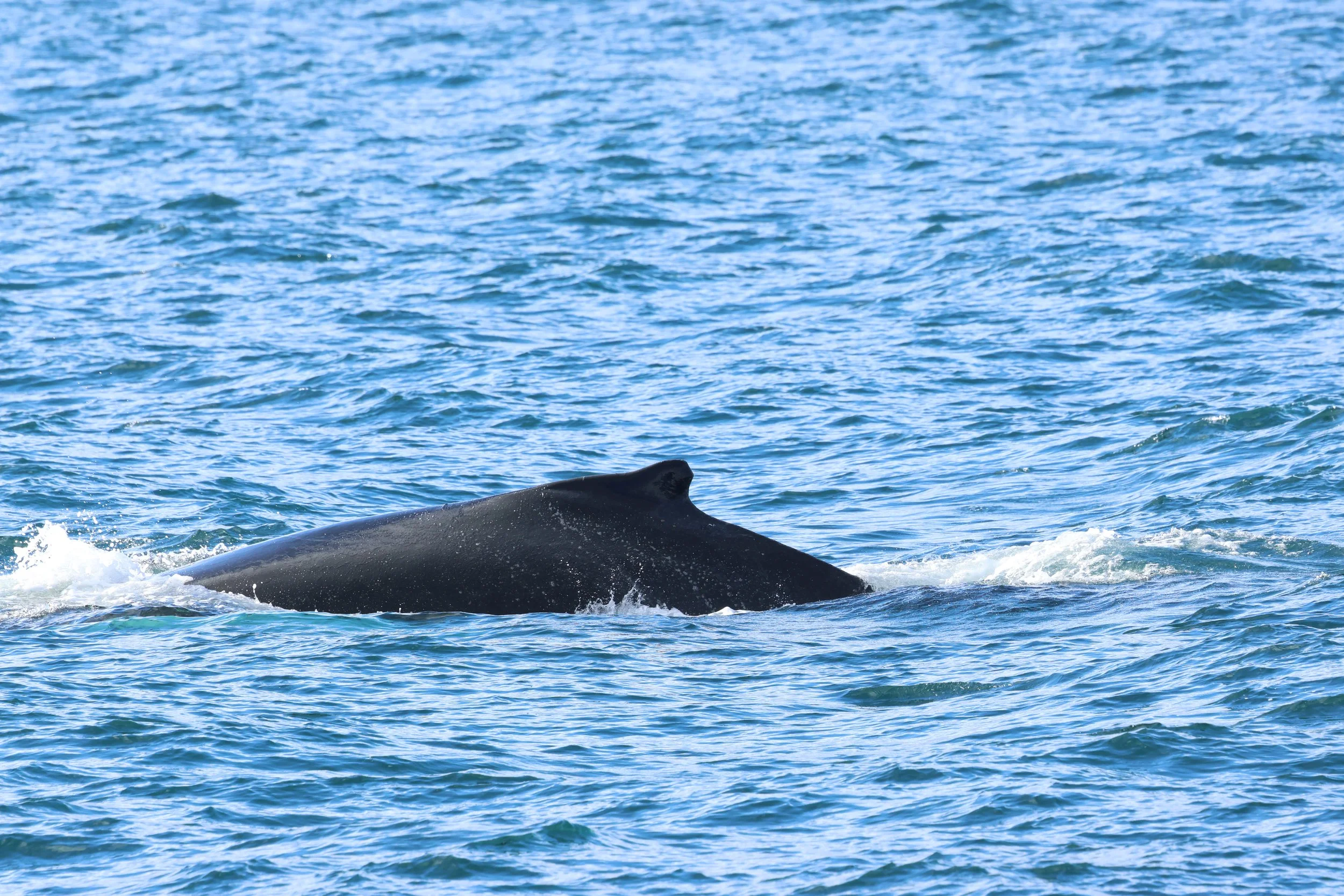 2026_03_04_1300_KON_GISELA (8).JPG