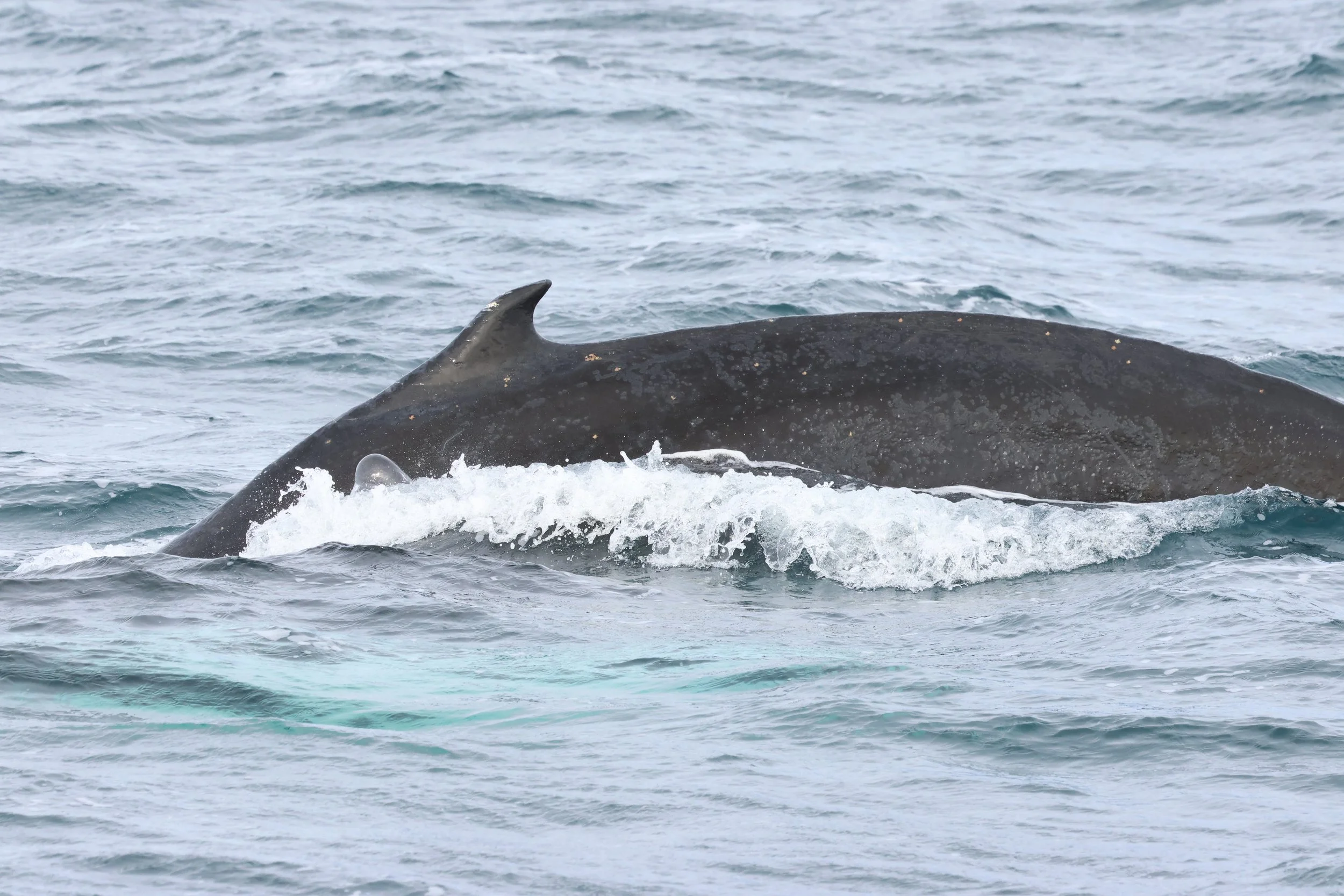 2026_03_09_1300_KON_GISELA (42).JPG