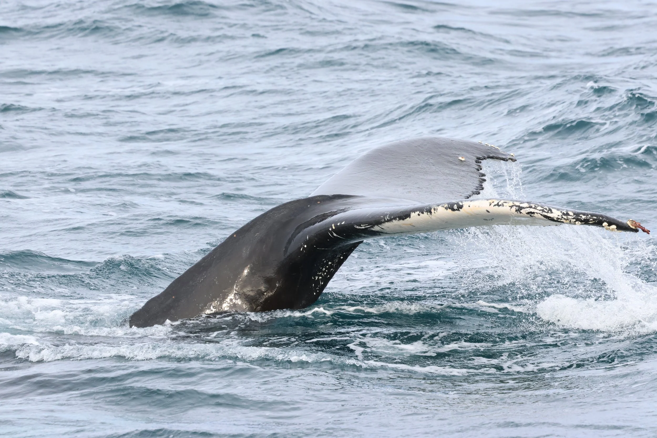 2026_03_09_1300_KON_GISELA (44).JPG