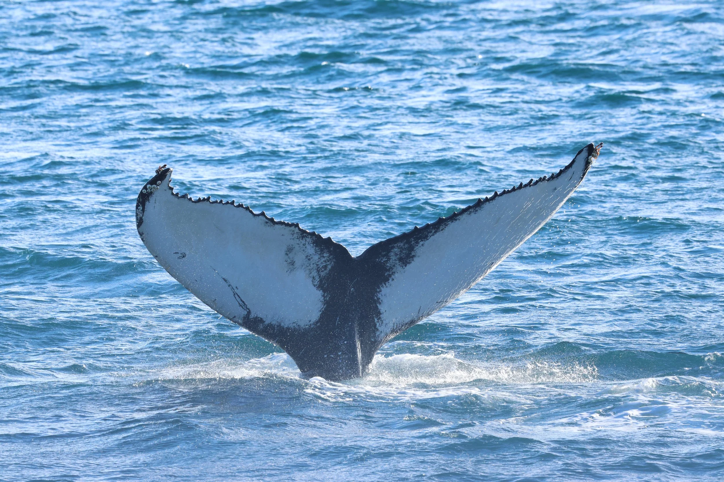 2026_03_09_1300_KON_GISELA (35).JPG