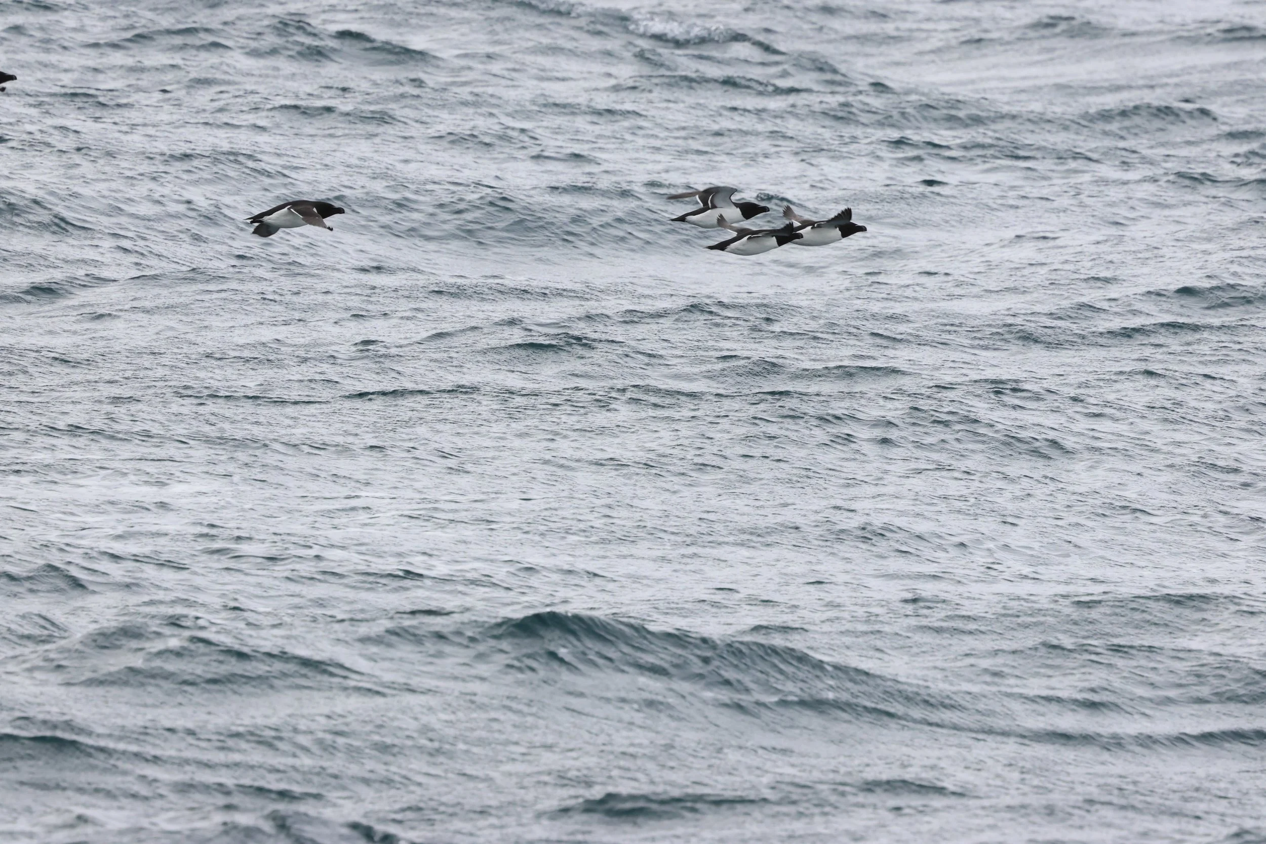 2026_03_11_1300_KON_GISELA (15).JPG