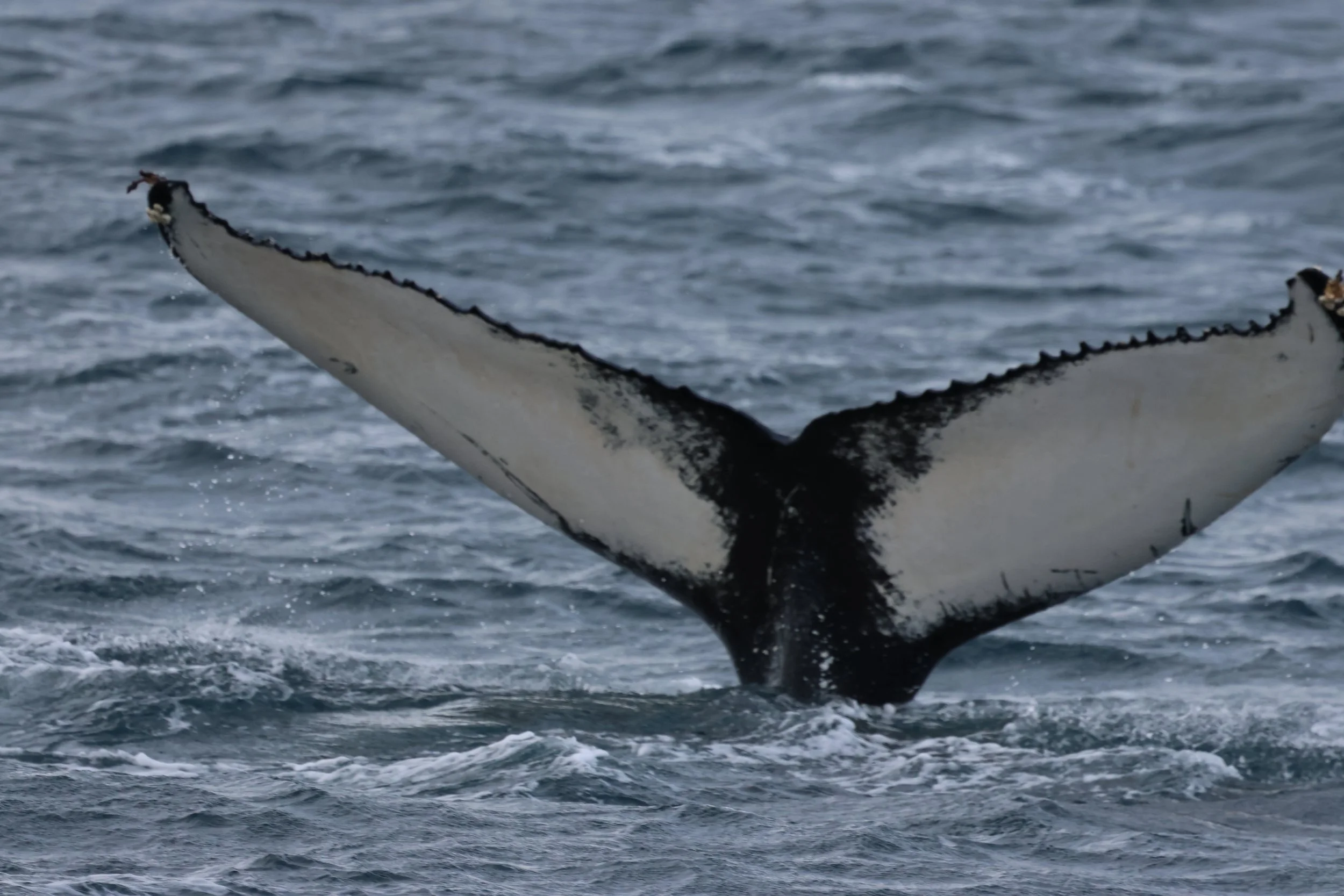 2026_03_03_1300_KON_GISELA (26).JPG