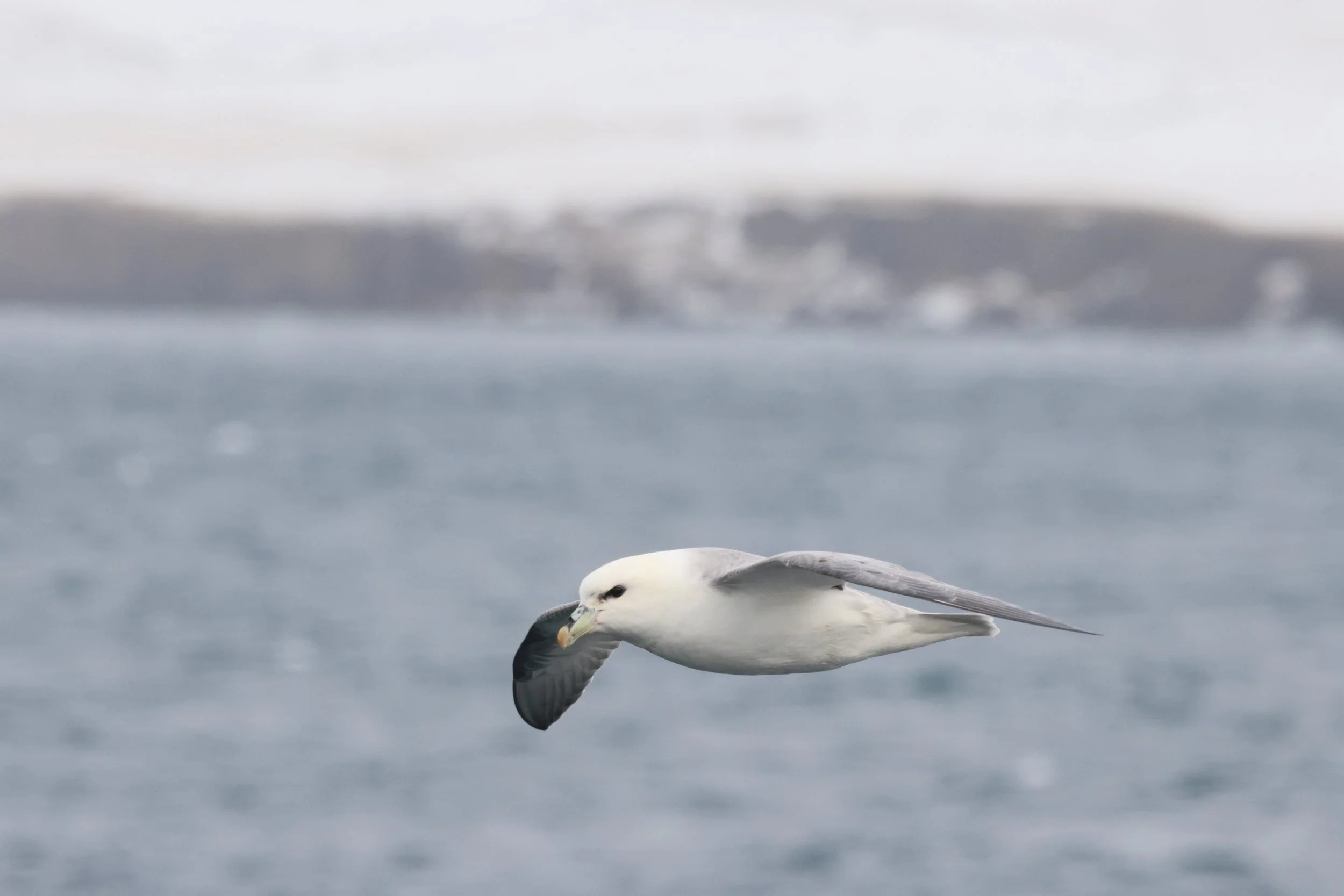 2026_03_12_1300_HOL_JACOB (24).JPG