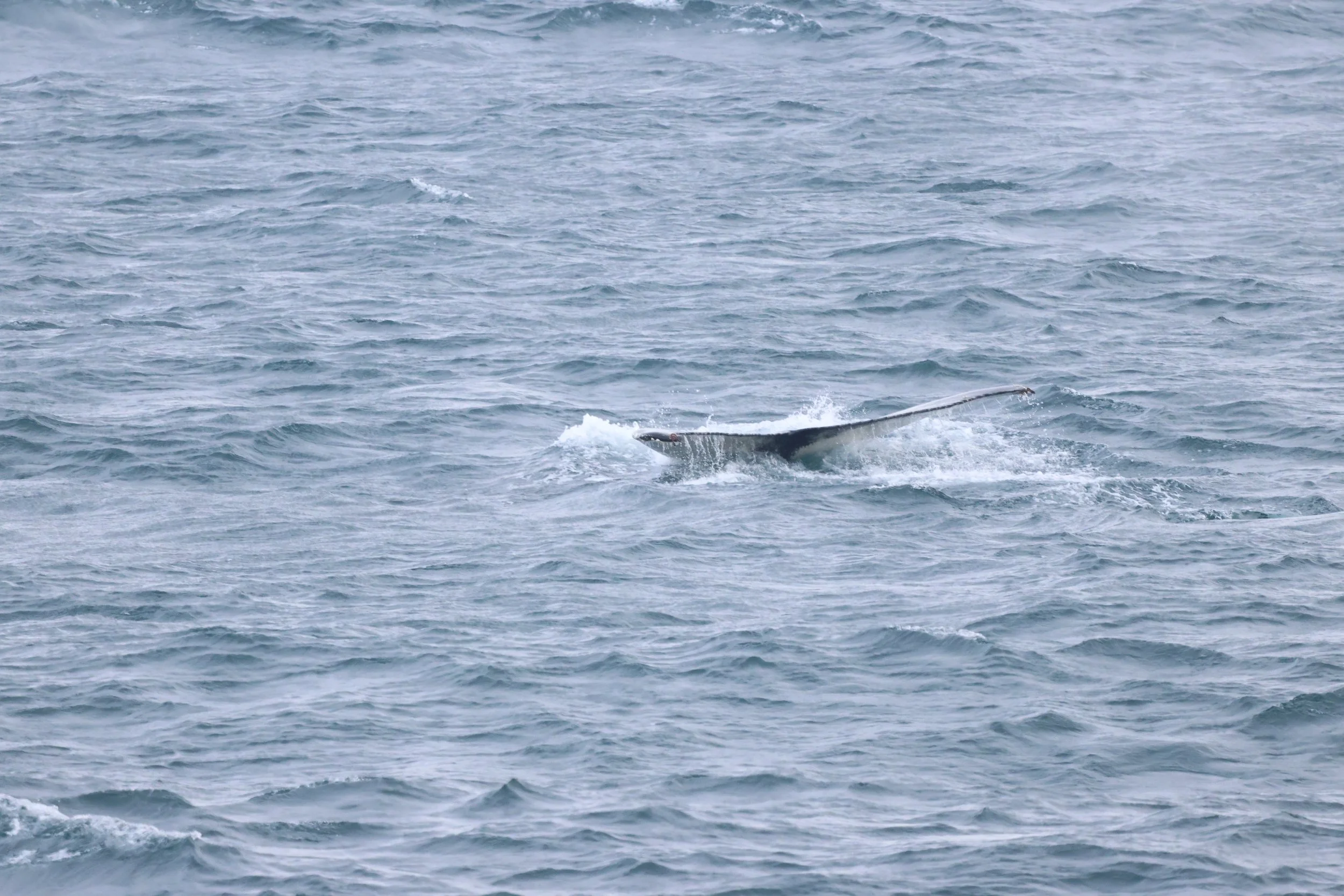 2026_03_12_1300_HOL_JACOB (13).JPG