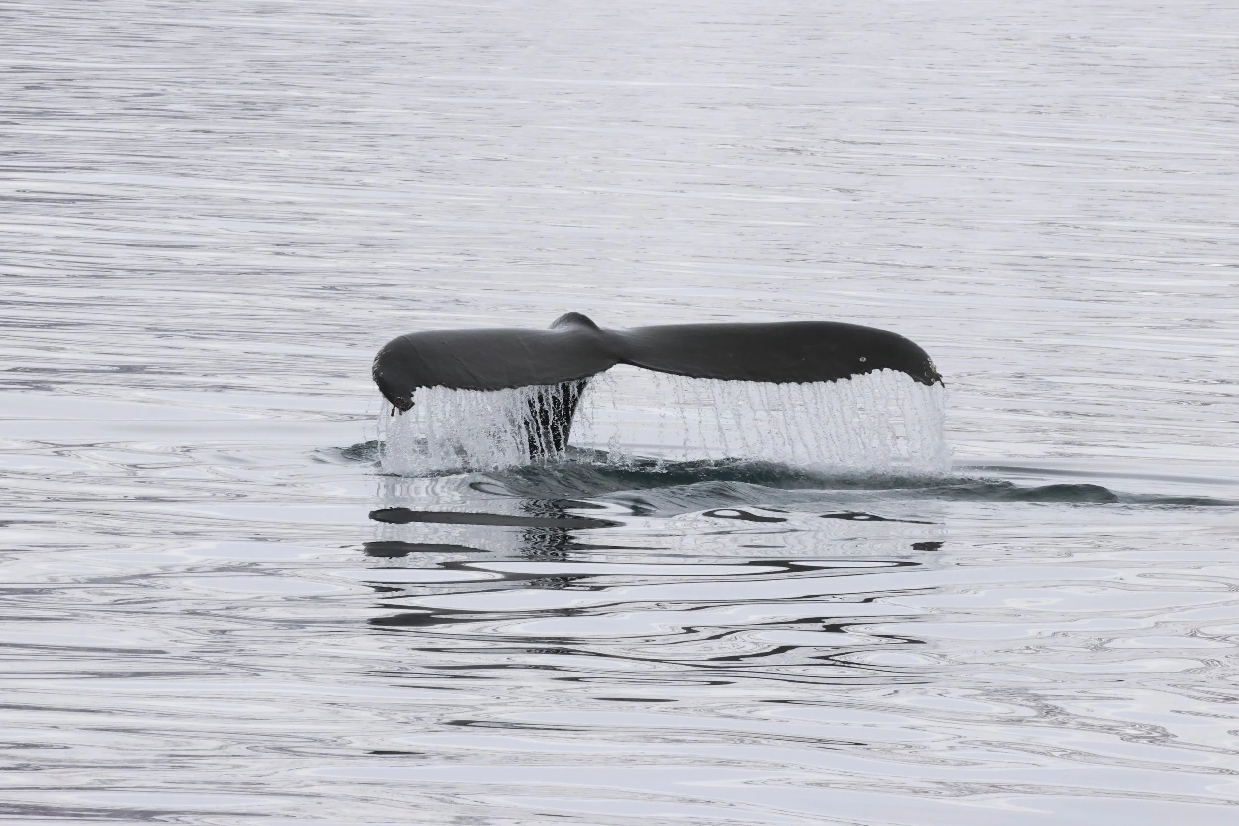 2026_03_13_1300_KON_JACOB (12).JPG