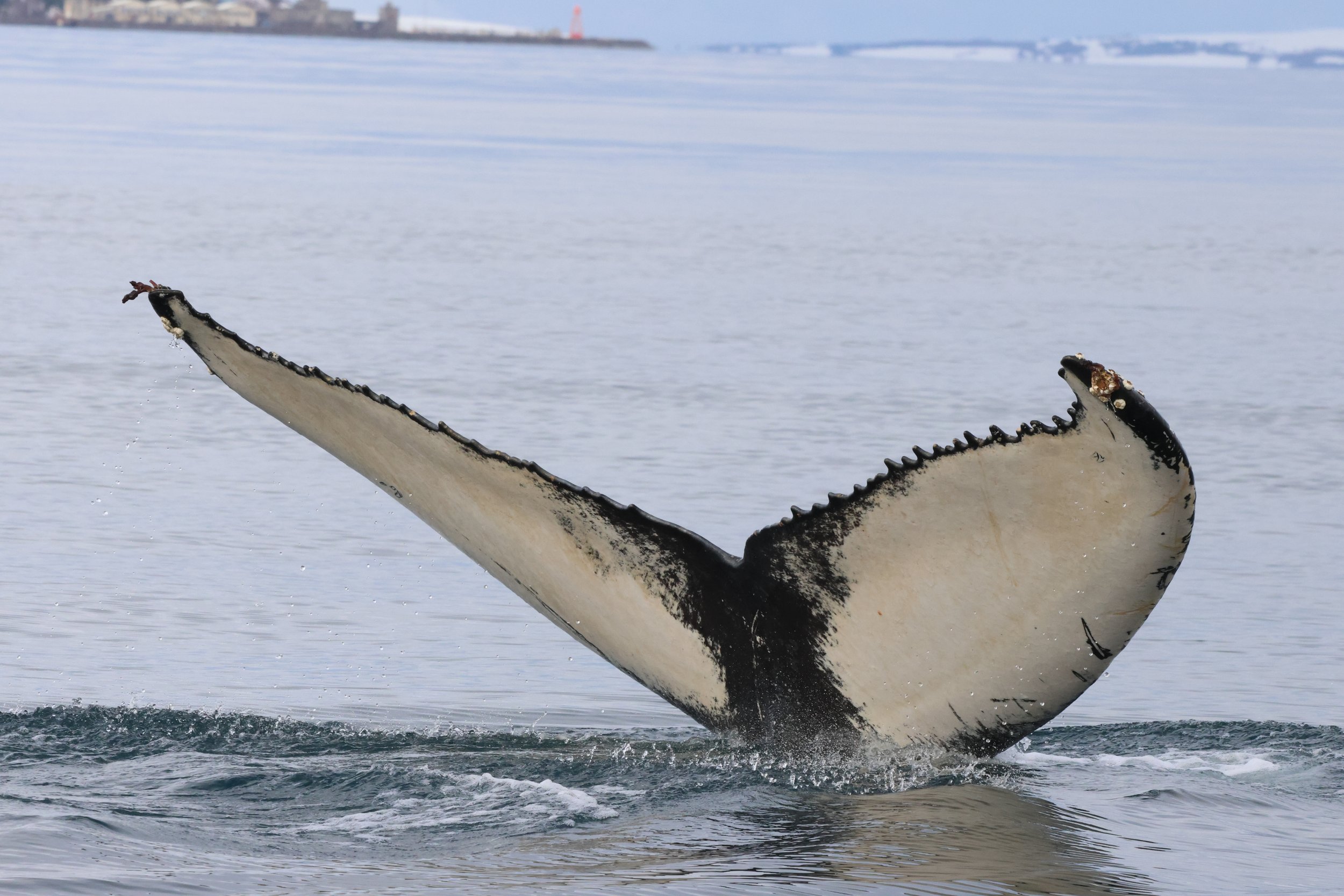 2026_03_13_1300_KON_JACOB (30).JPG