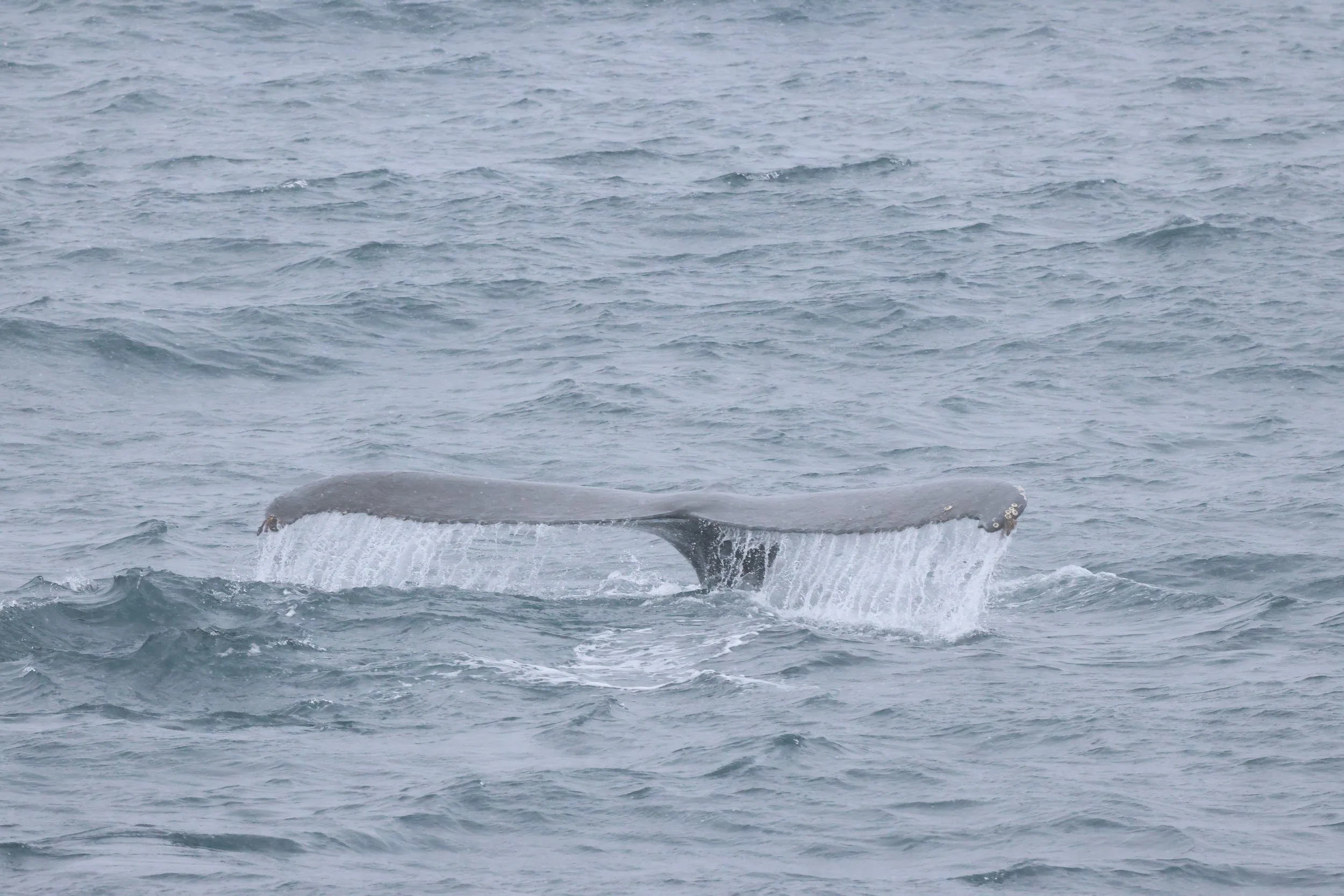 2026_03_15_1300_HOL_JACOB (4).JPG