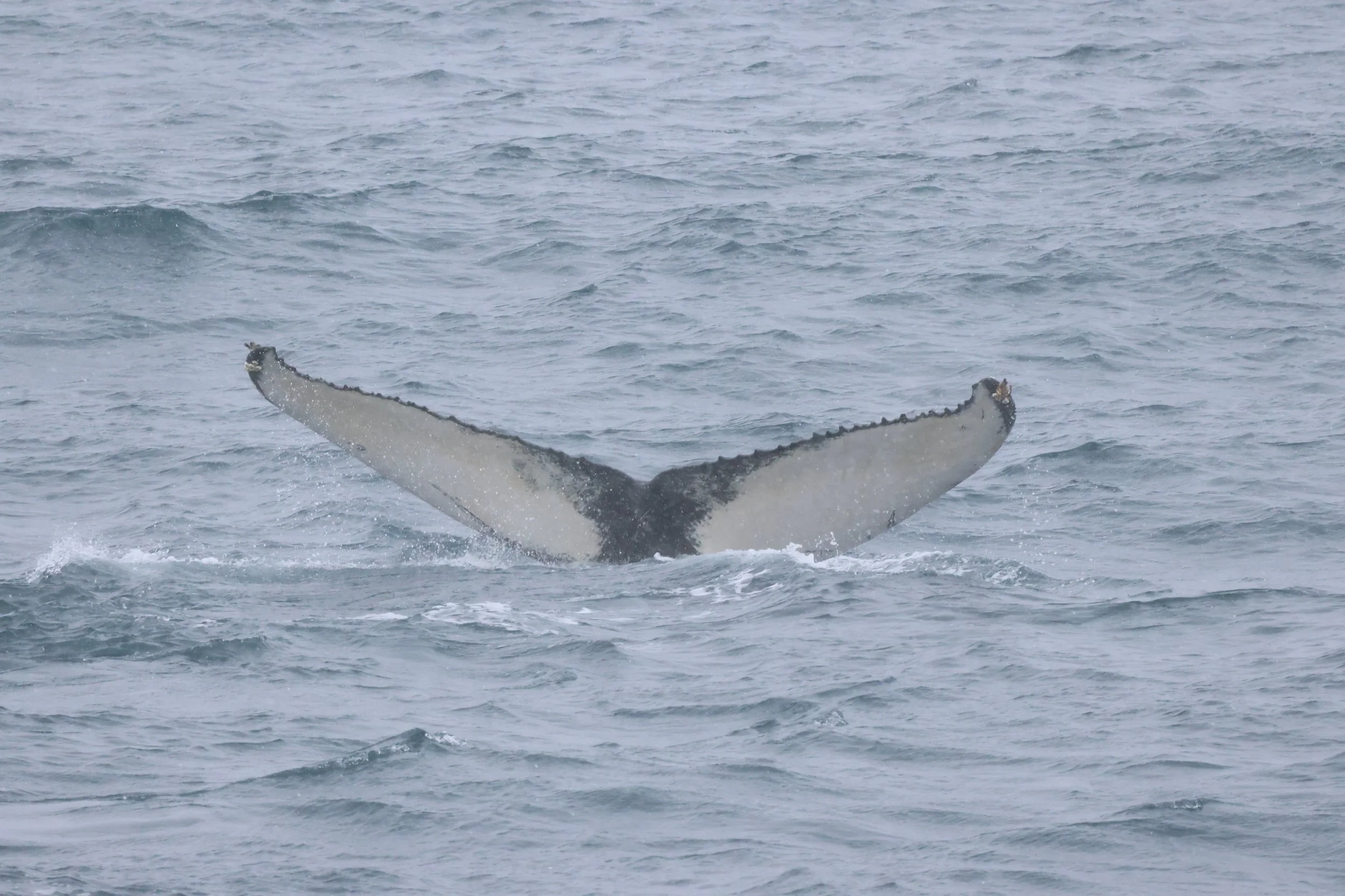 2026_03_15_1300_HOL_JACOB (9).JPG