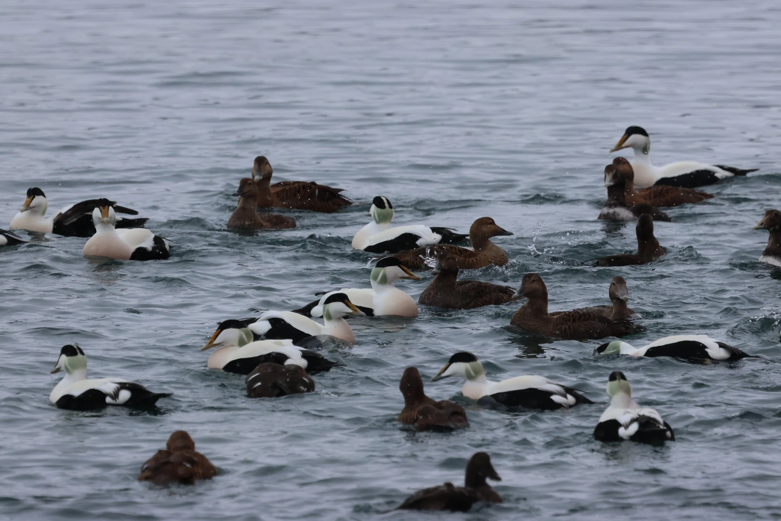 2026_03_16_1300_HOL_GISELA (72).JPG