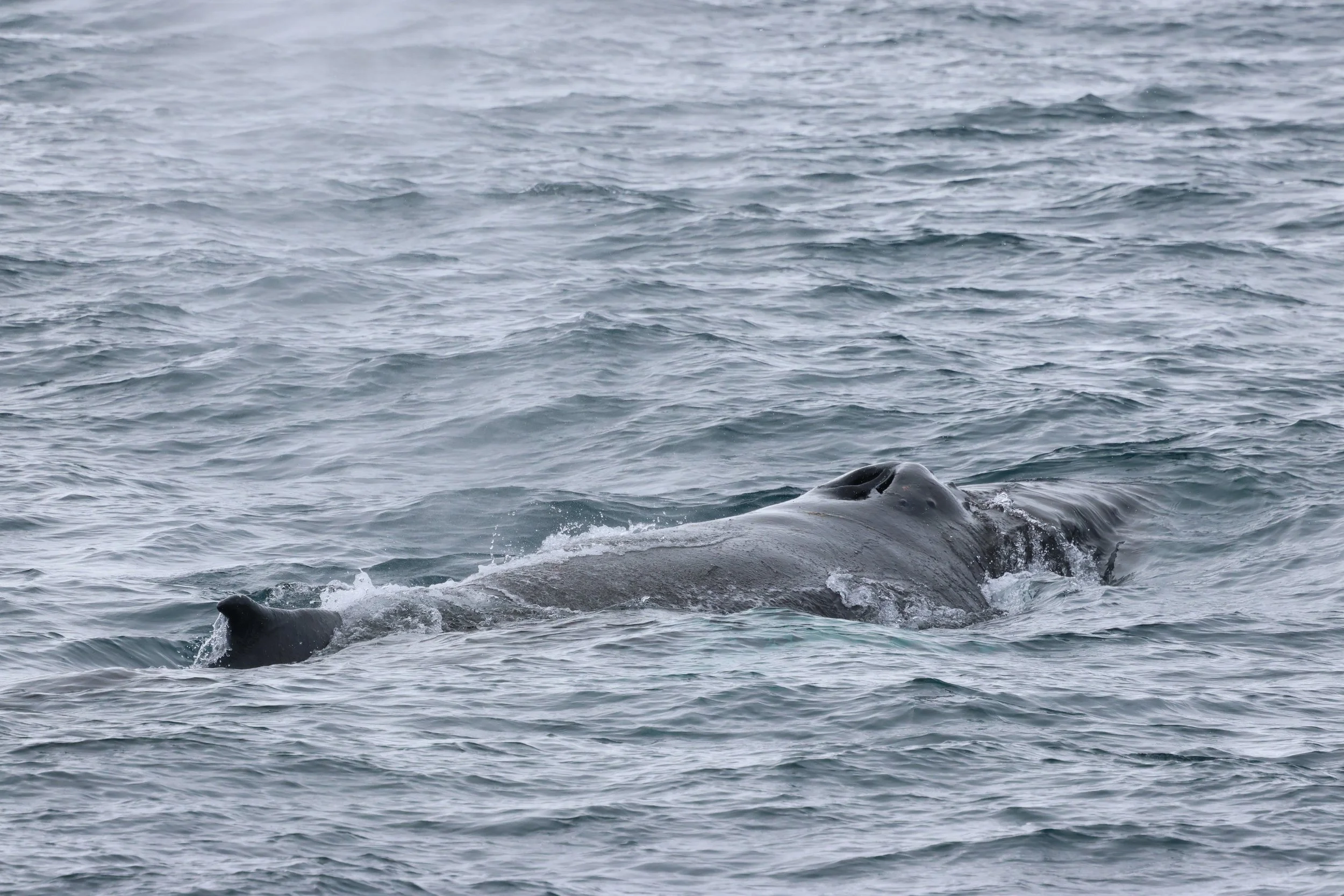 2026_03_16_1300_HOL_GISELA (61).JPG