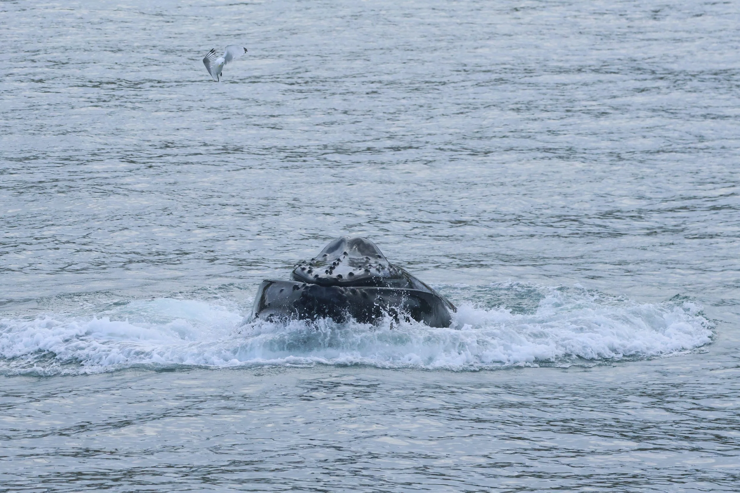 2026_03_18_1300_HOL_GISELA (25) ColorEdit.JPG