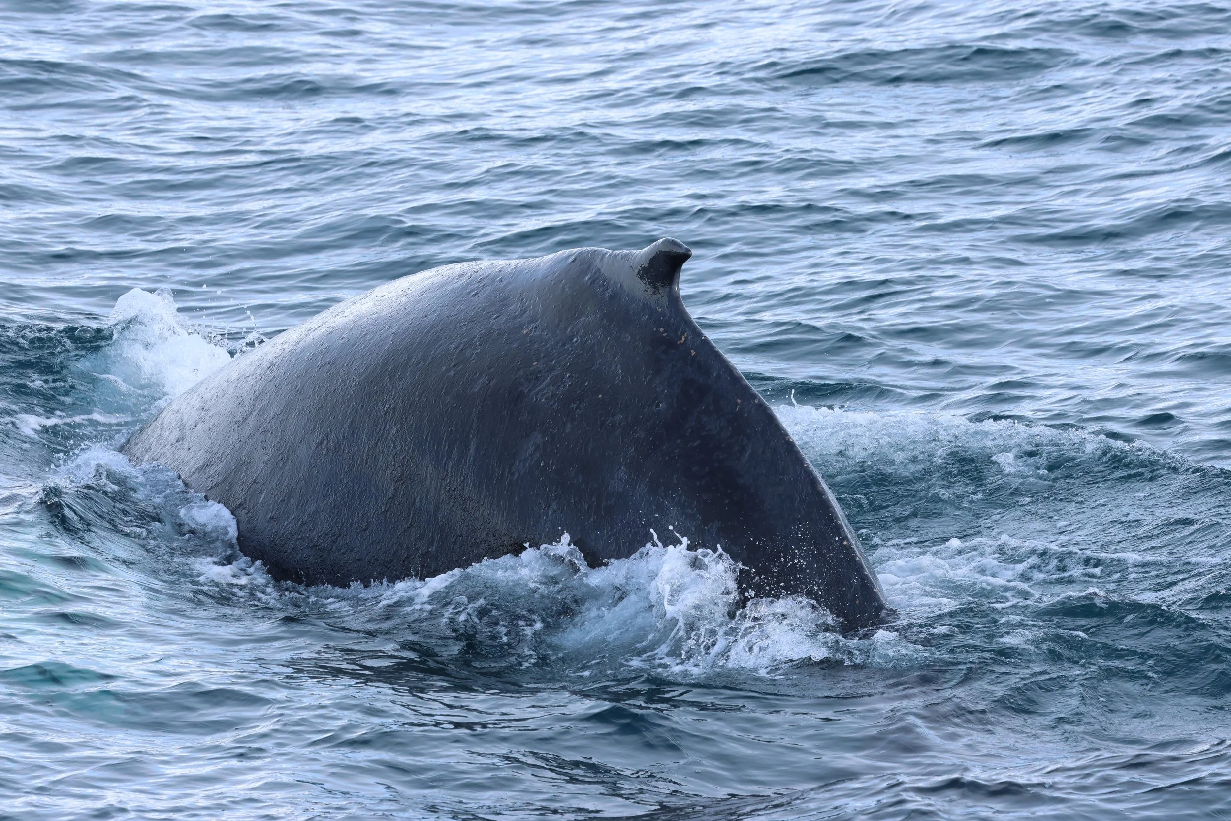 2026_03_18_1300_HOL_GISELA (44).JPG