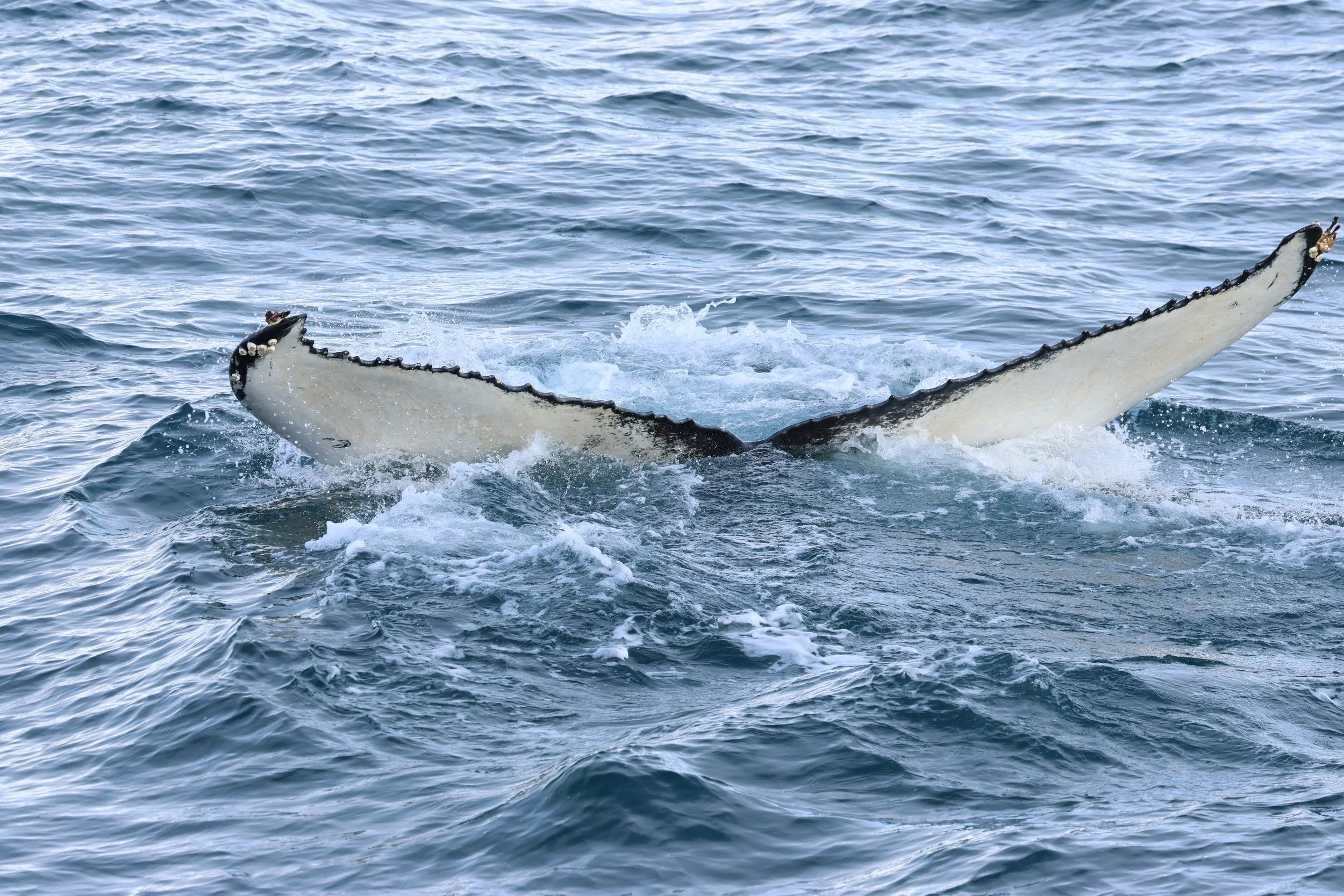 2026_03_18_1300_HOL_GISELA (48).JPG