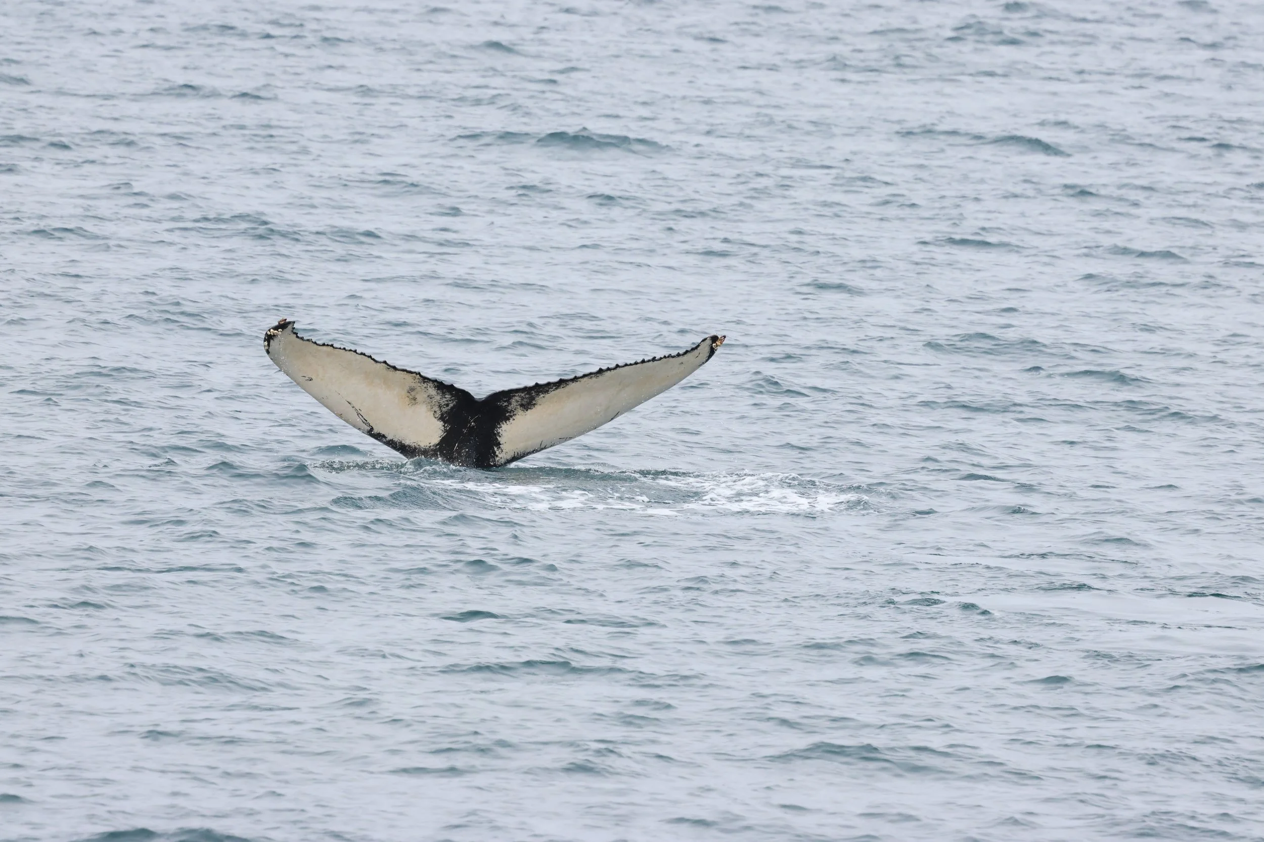 2026_03_21_1300_HOL_GISELA (18).JPG