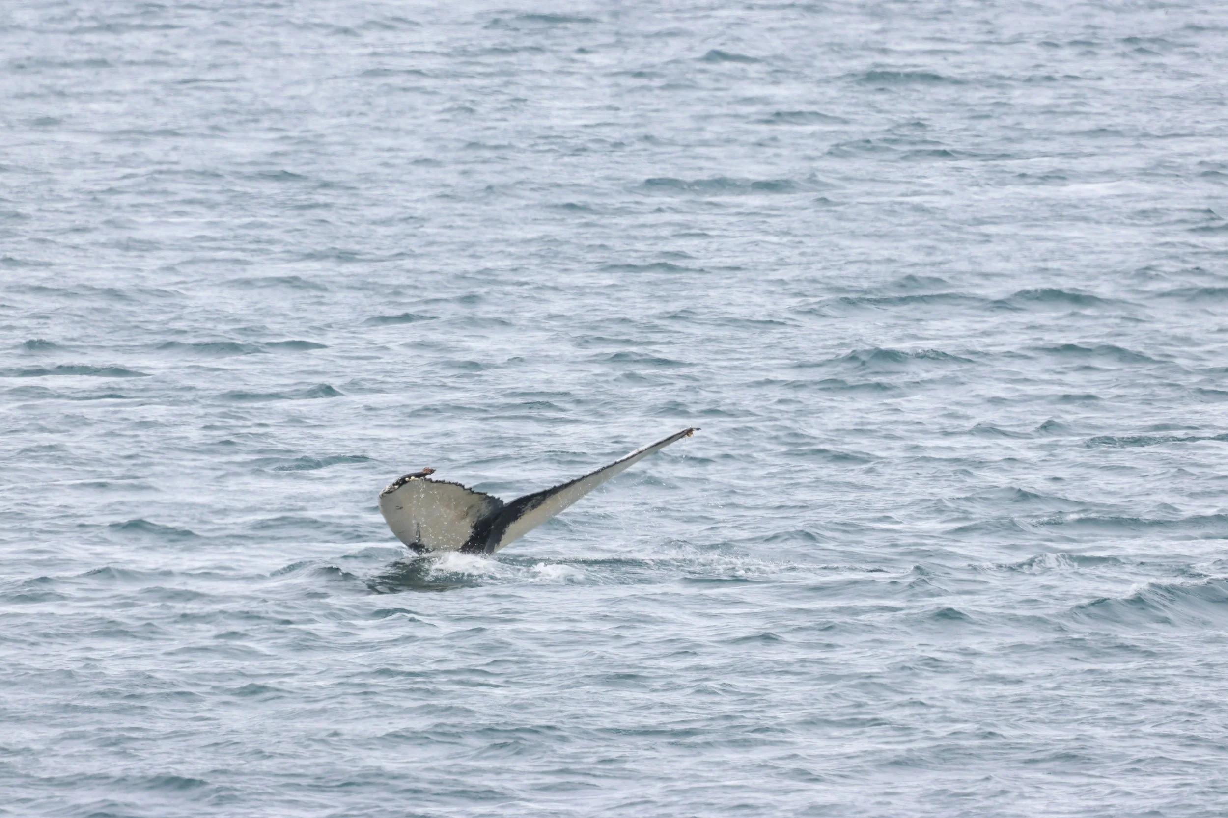 2026_03_21_1300_HOL_GISELA (13).JPG