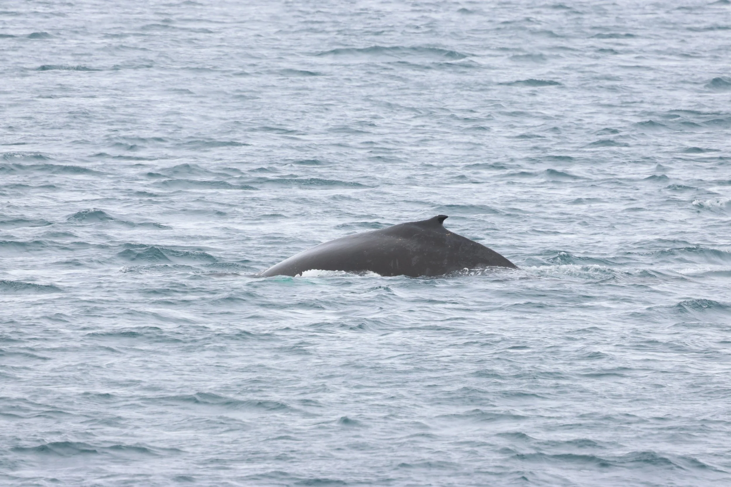 2026_03_21_1300_HOL_GISELA (8).JPG