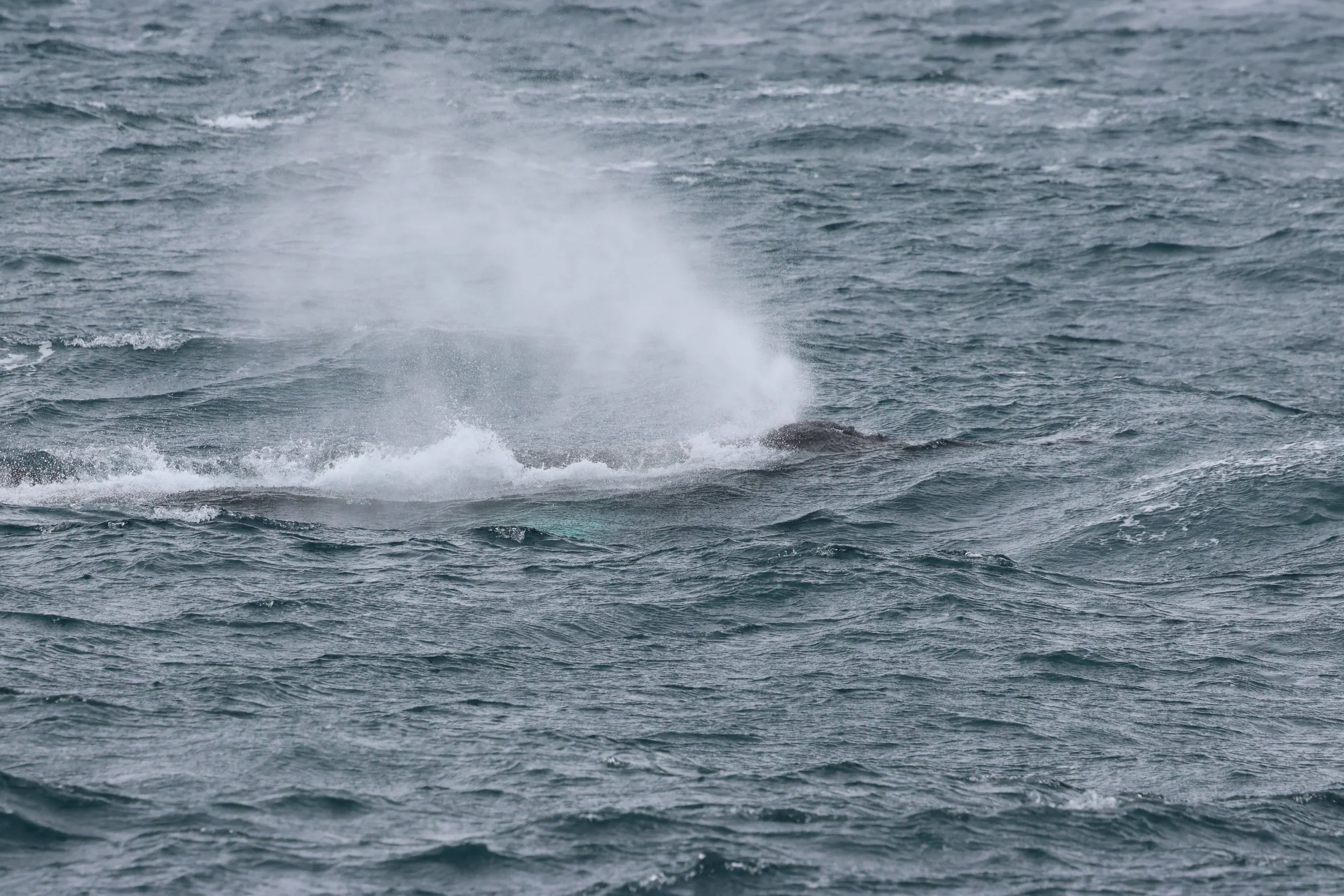 2026_03_21_1300_HOL_GISELA (43).JPG