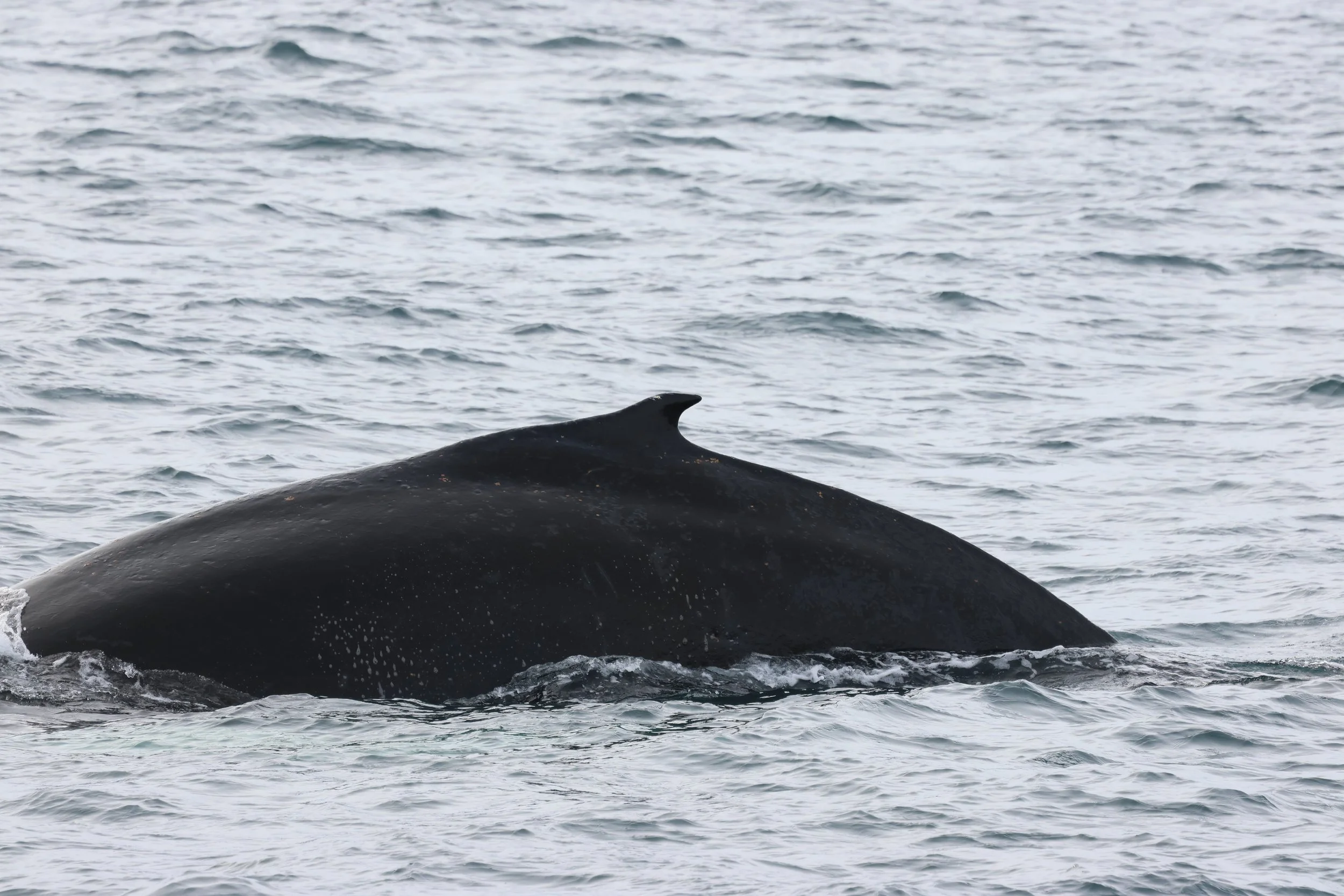 2026_03_22_1300_HOL_GISELA (29).JPG