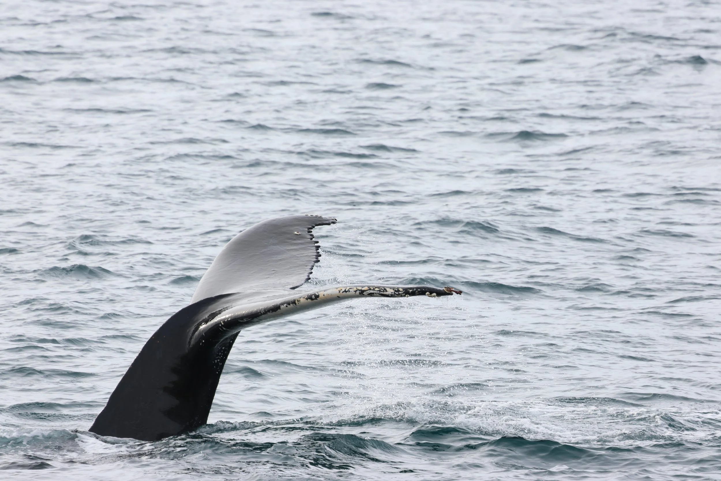 2026_03_22_1300_HOL_GISELA (31).JPG