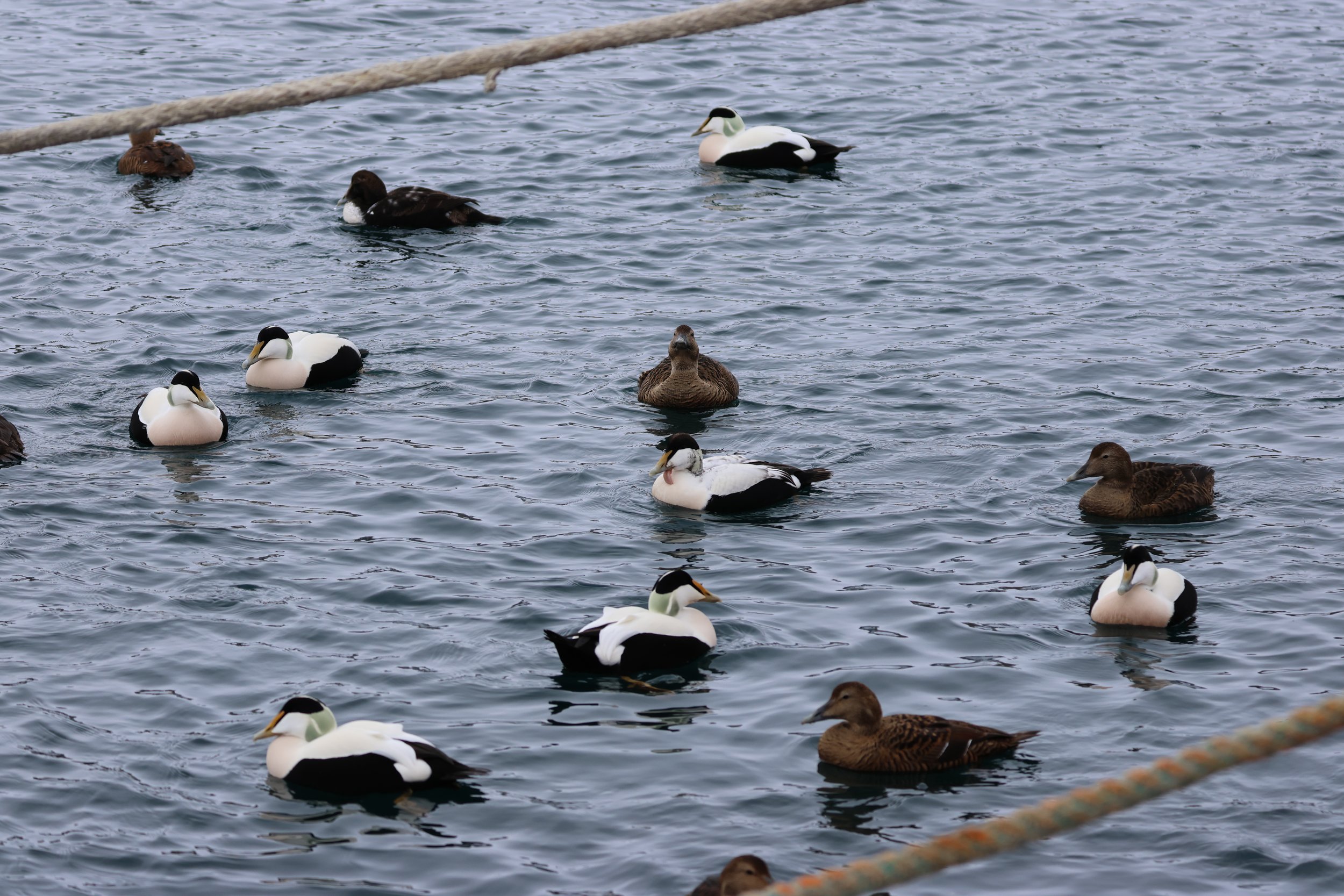 2026_03_22_1300_HOL_GISELA (7).JPG