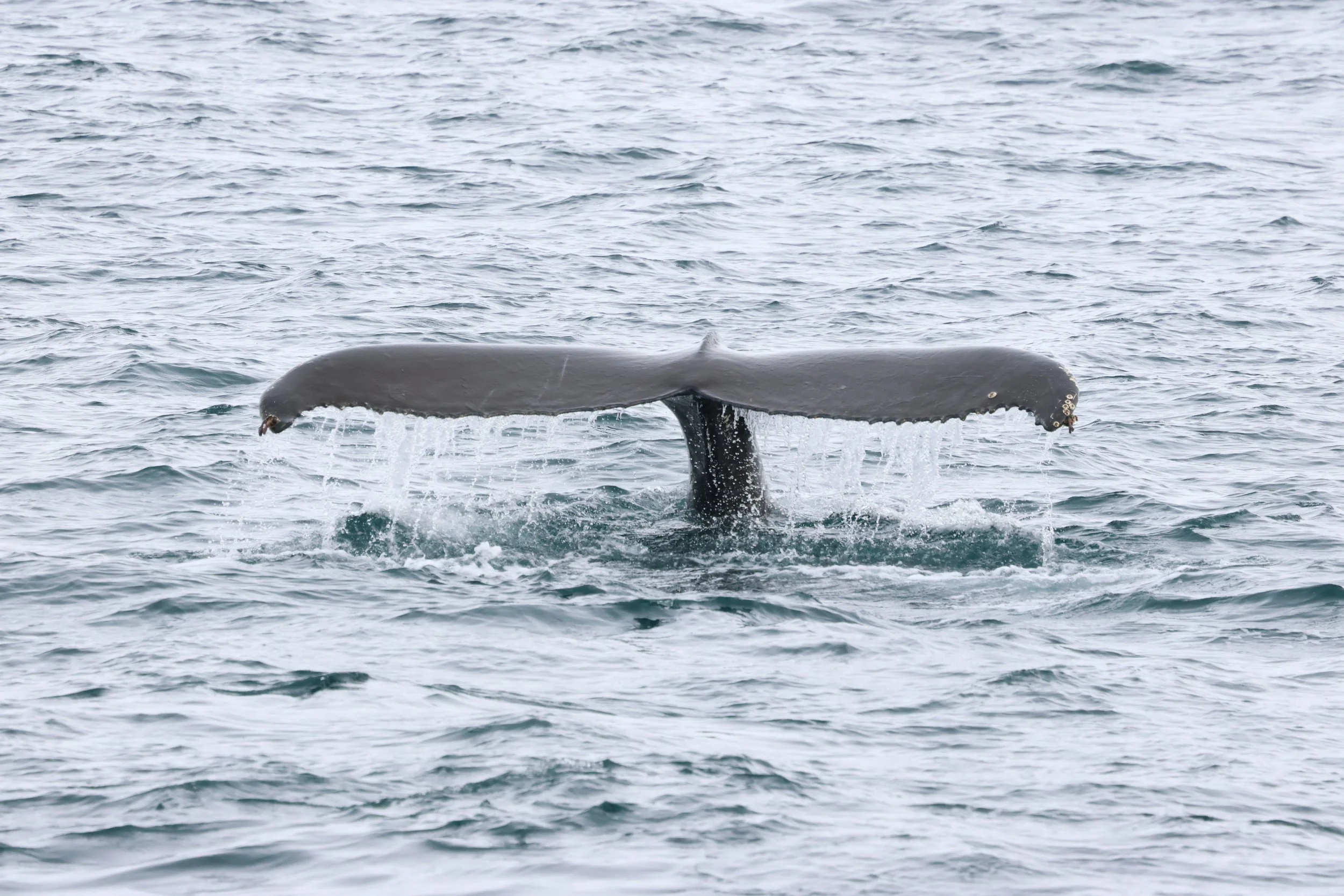 2026_03_22_1300_HOL_GISELA (16).JPG