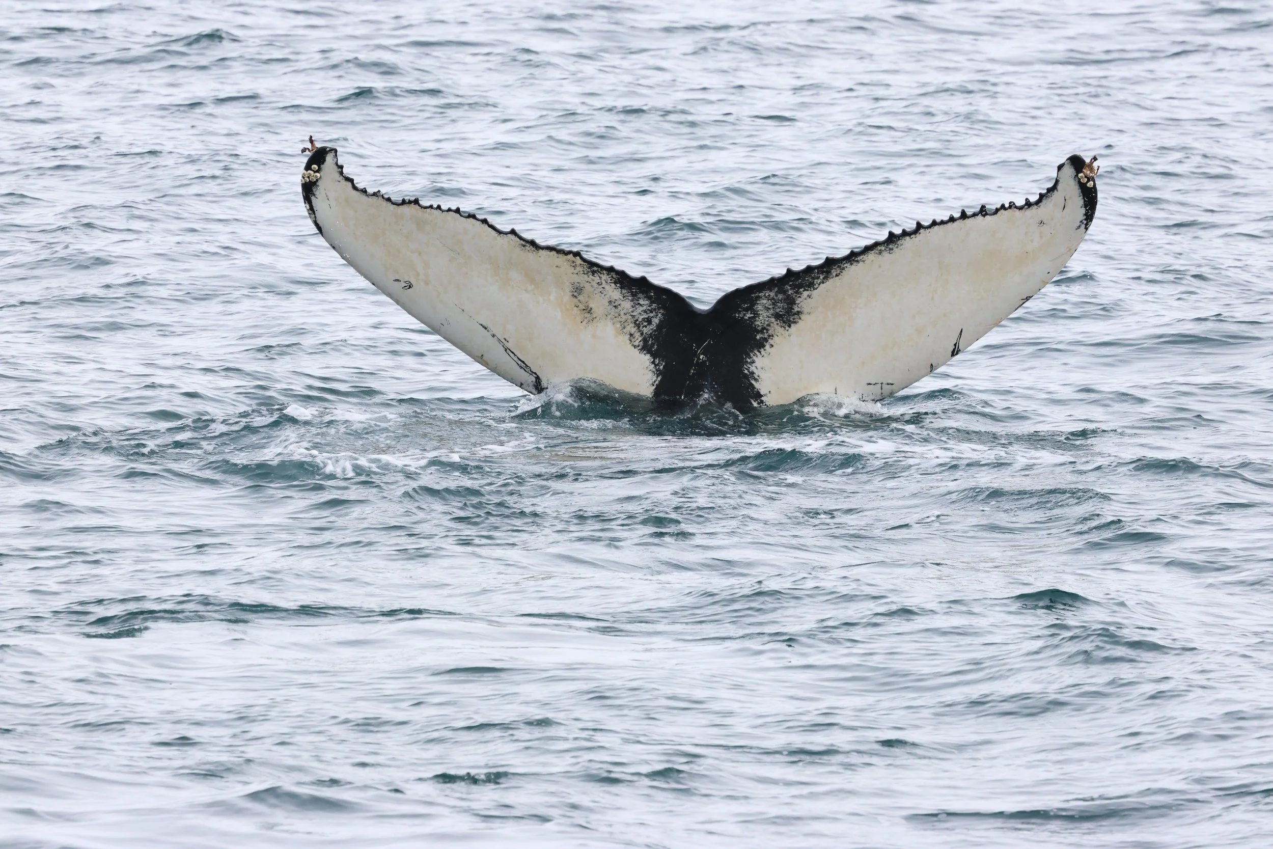 2026_03_22_1300_HOL_GISELA (19).JPG