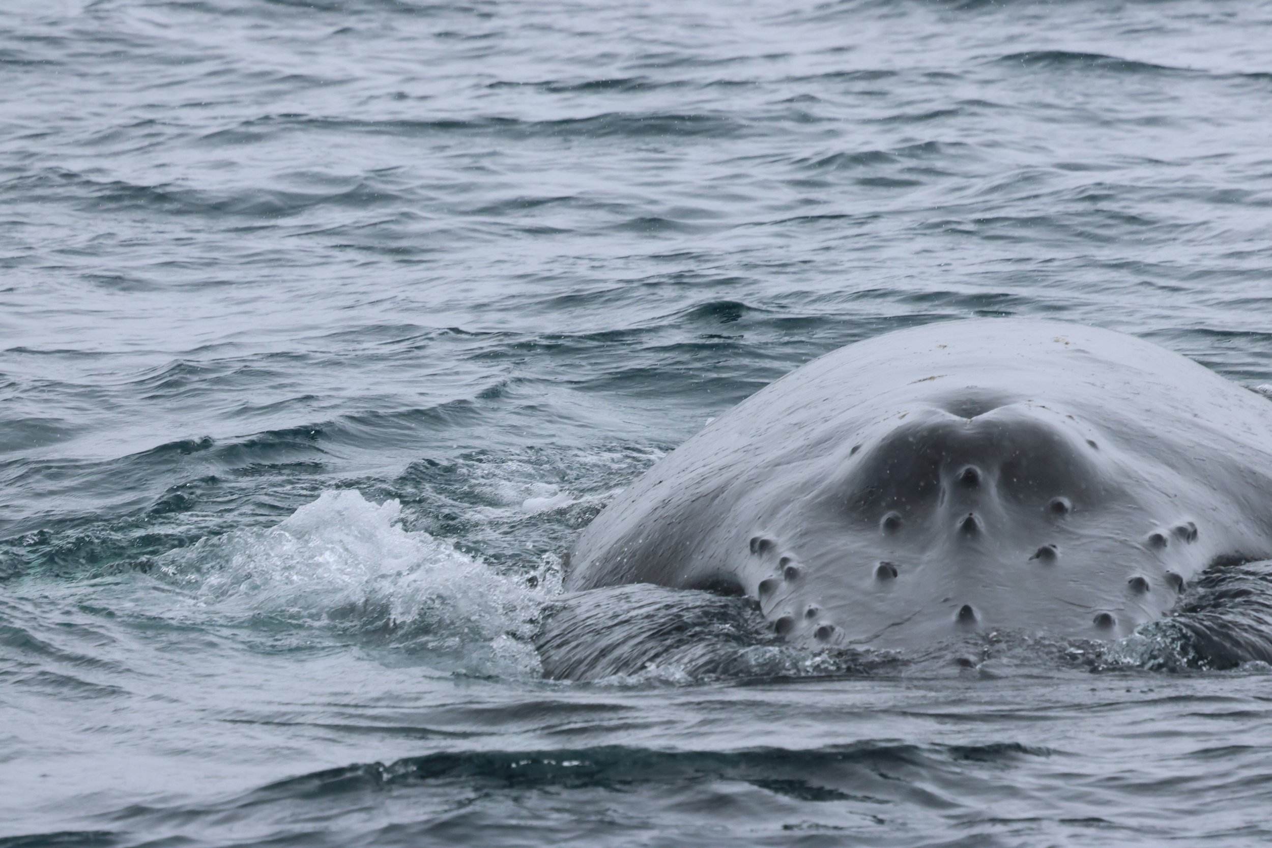 2026_03_23_1300_KON_GISELA (32).JPG