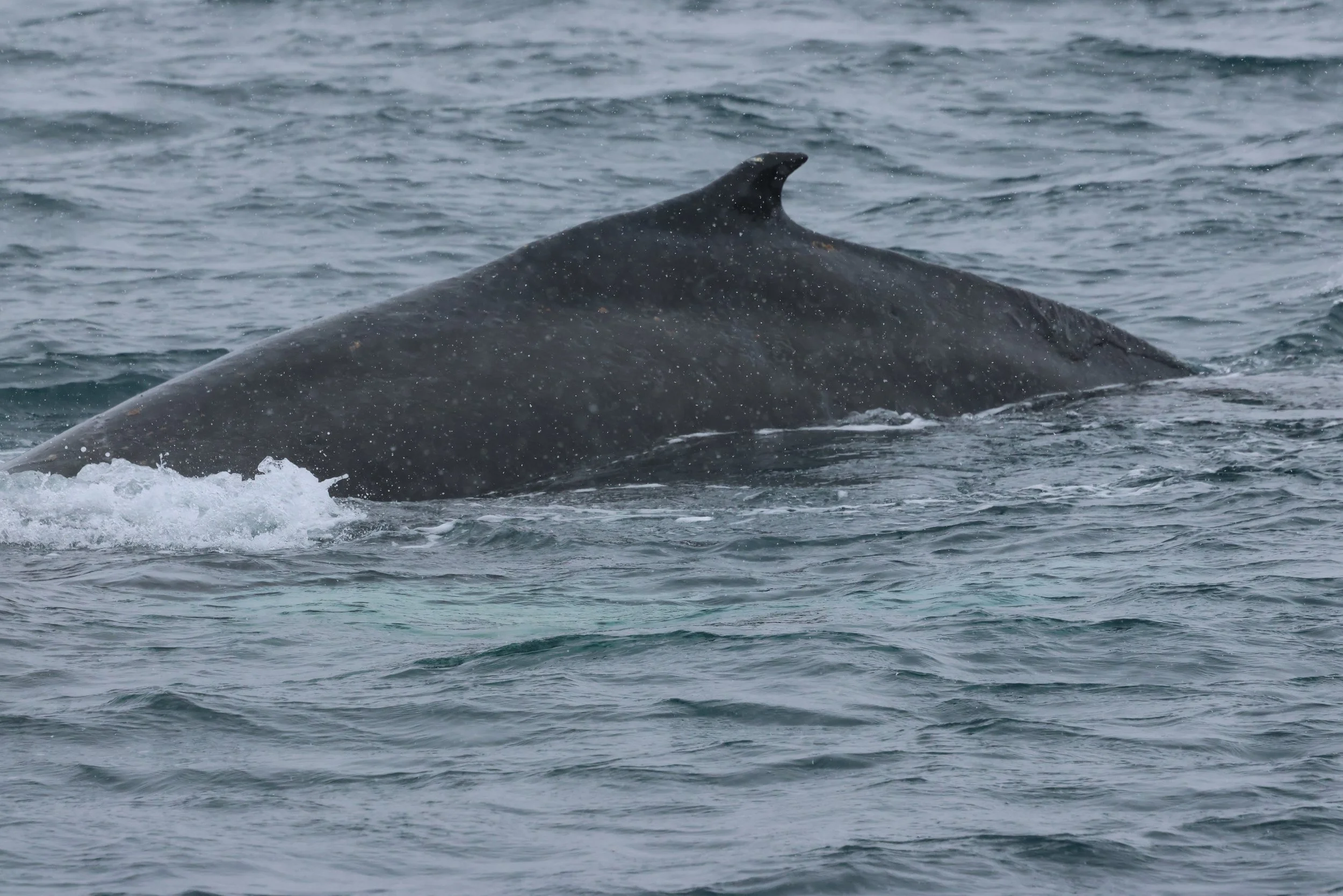 2026_03_23_1300_KON_GISELA (8).JPG