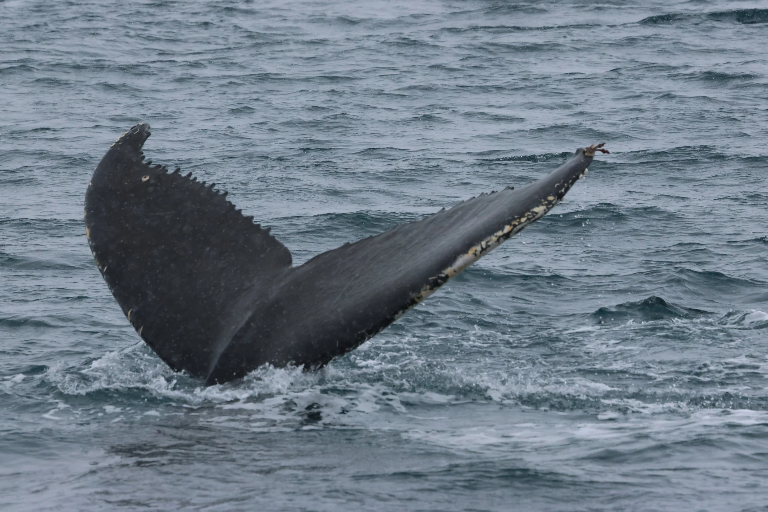 2026_03_23_1300_KON_GISELA (13).JPG