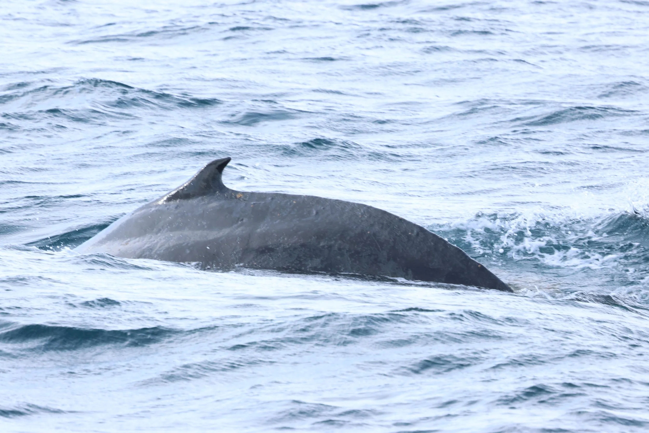 2026_03_25_1300_KON_GISELA (57).JPG