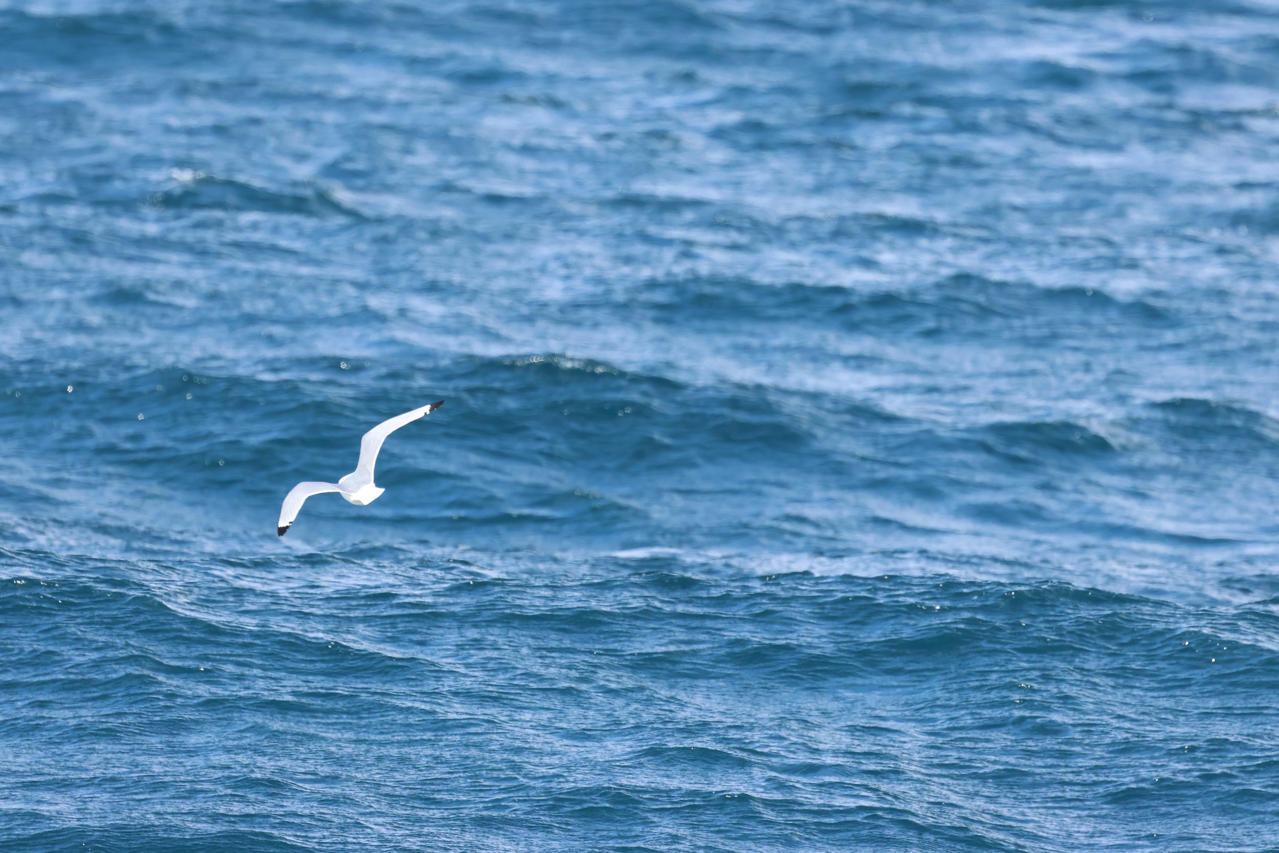 2026_03_25_1300_KON_GISELA (1).JPG