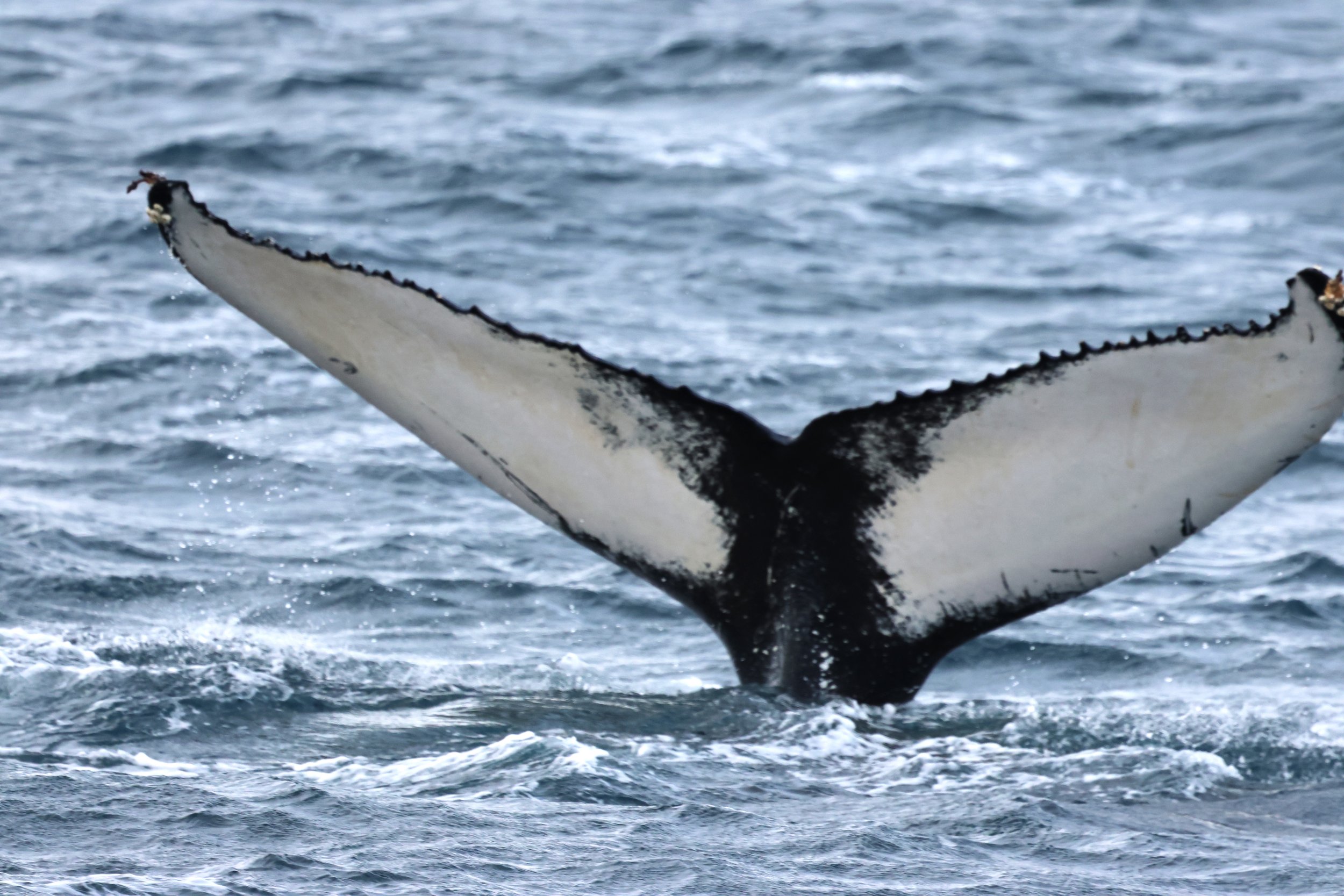 2026_03_25_1300_KON_GISELA (12).JPG