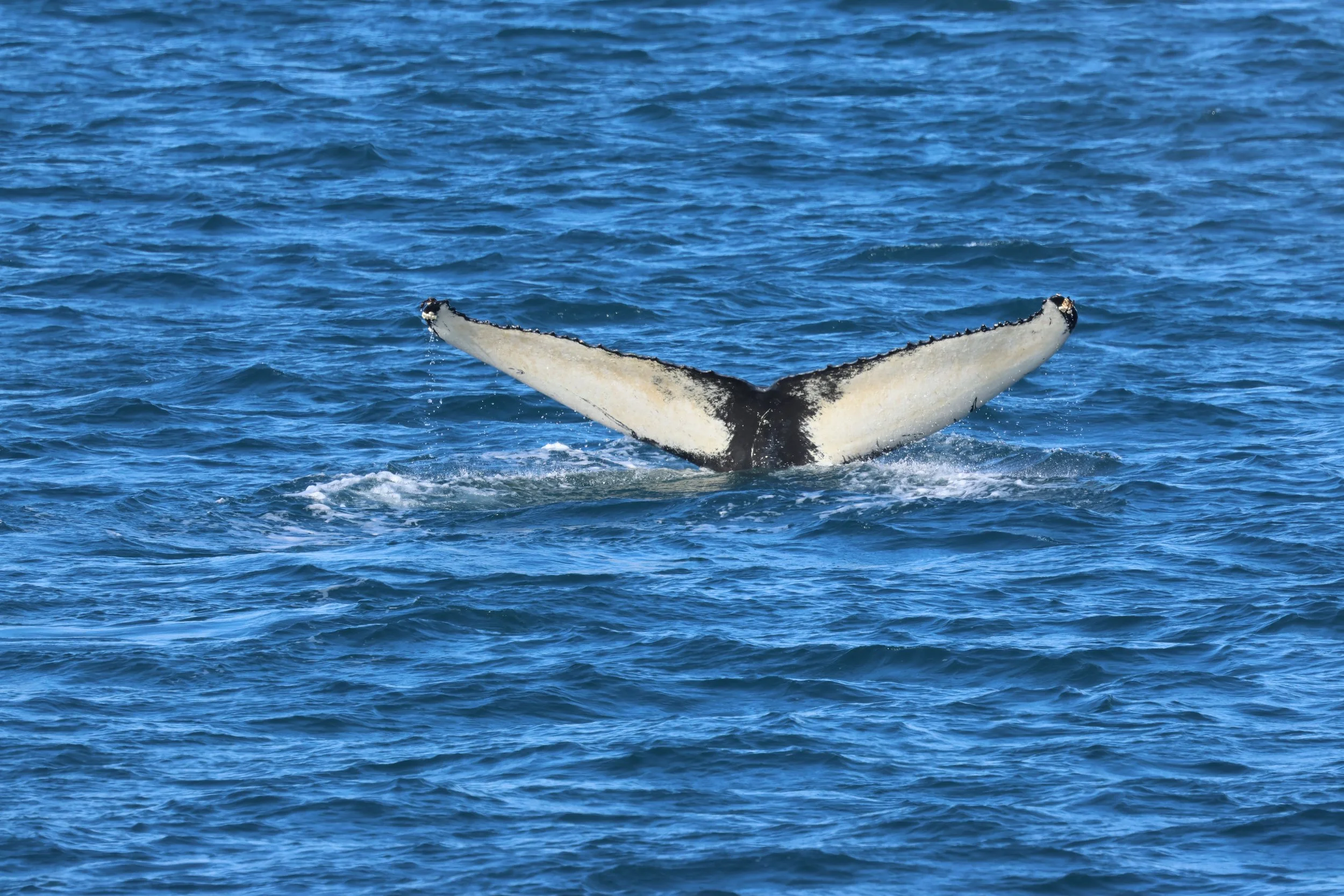 2026_03_28_1300_HOL_GISELA (33).JPG