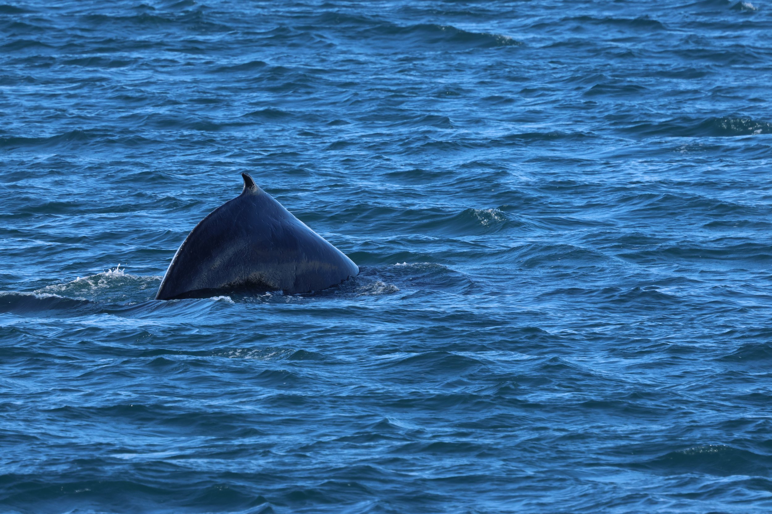 2026_03_28_1300_HOL_GISELA (30).JPG