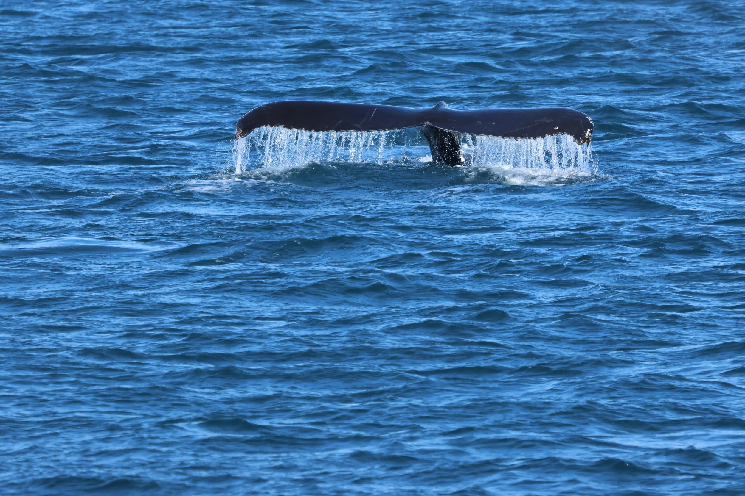 2026_03_28_1300_HOL_GISELA (32).JPG