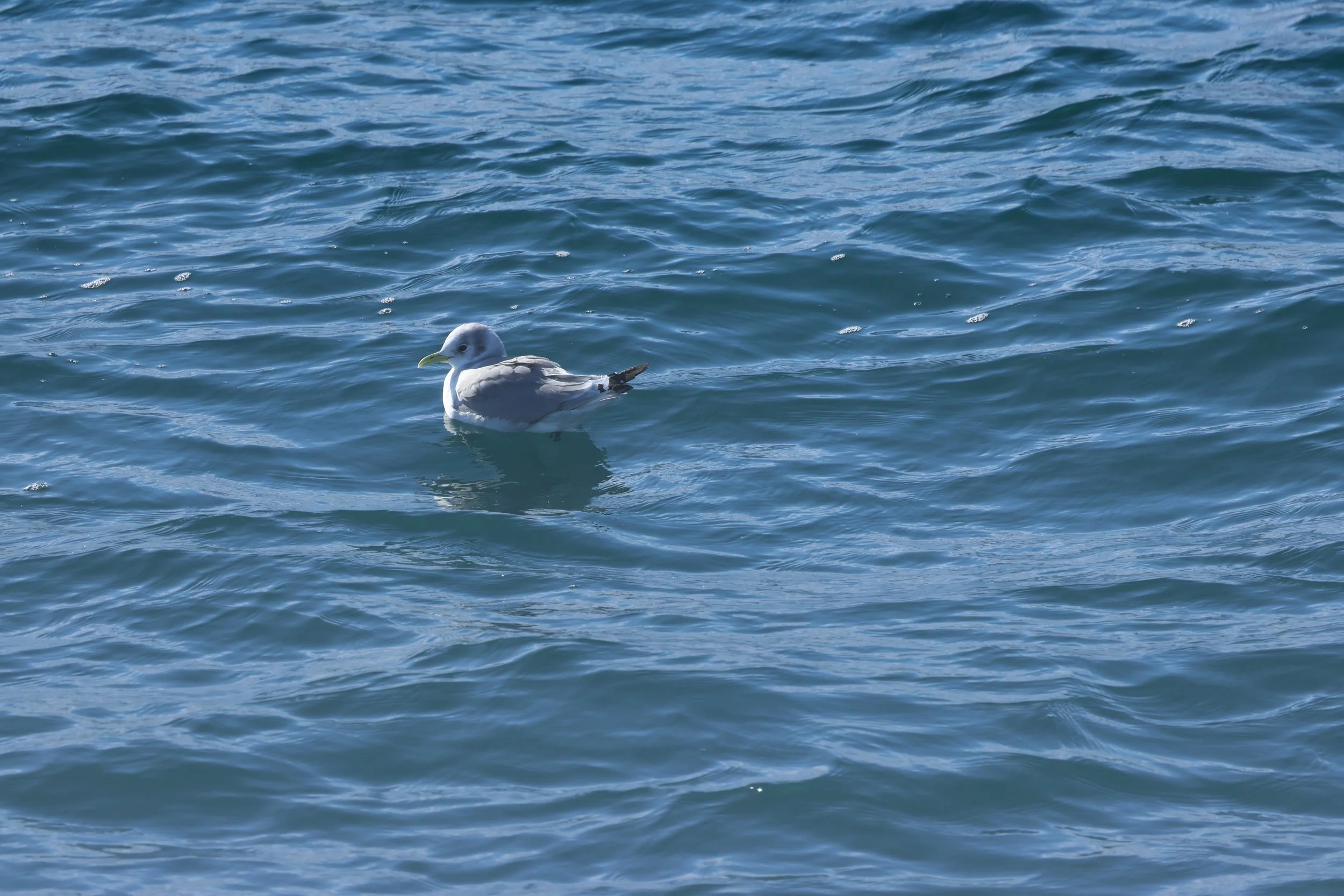 2026_03_28_1300_HOL_GISELA (11).JPG