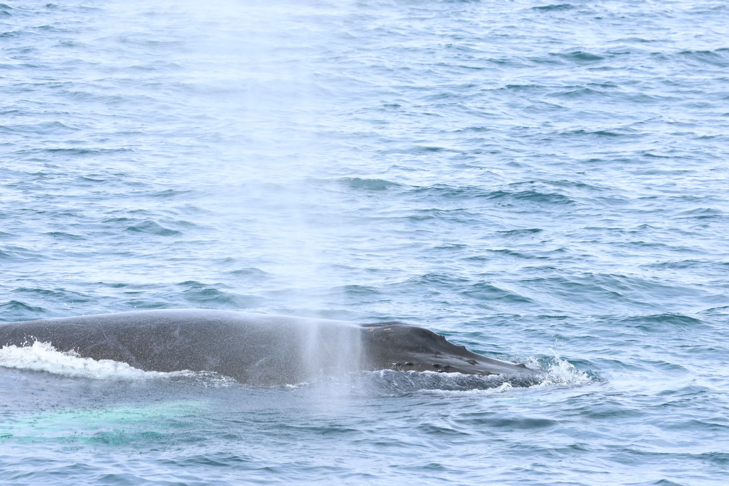 2026_03_30_1300_HOL_GISELA (74).JPG