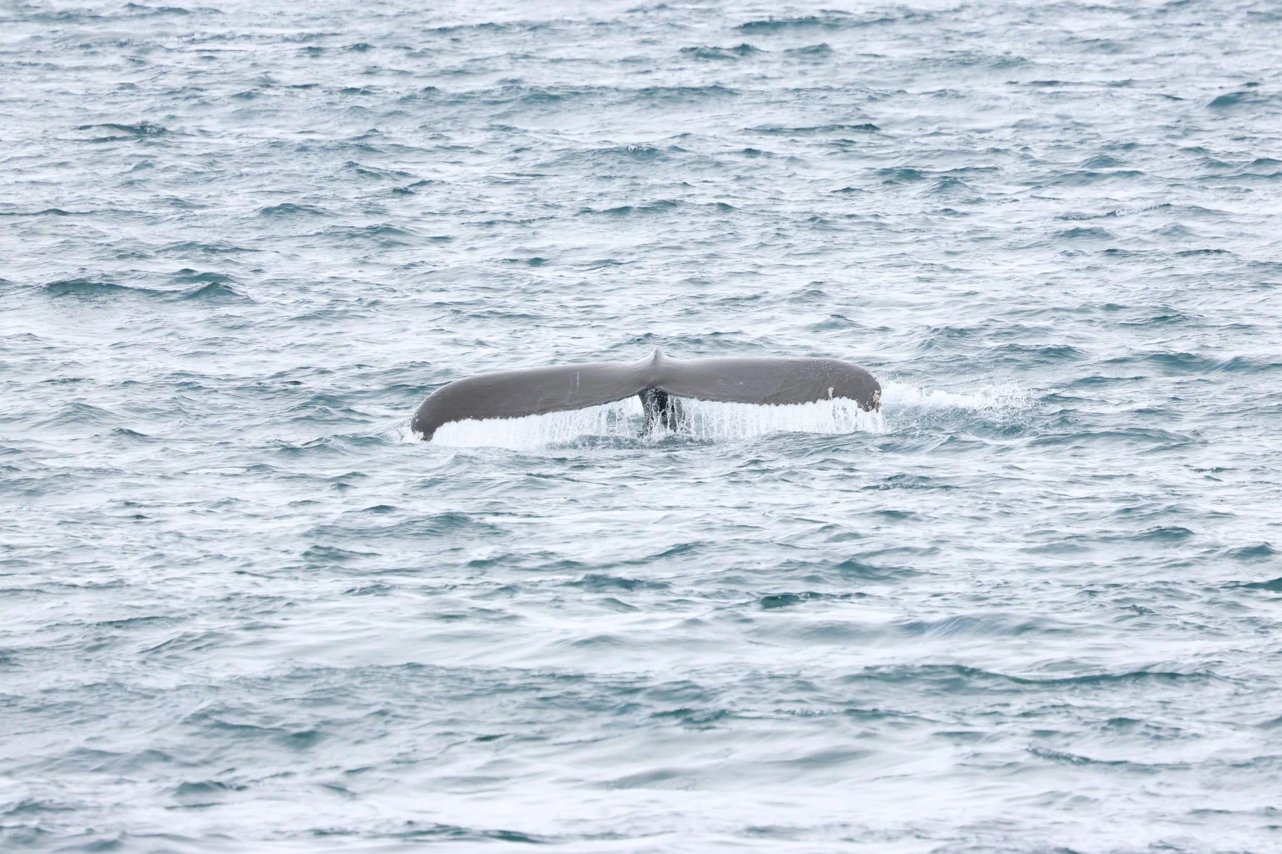 2026_03_30_1300_HOL_GISELA (21).JPG