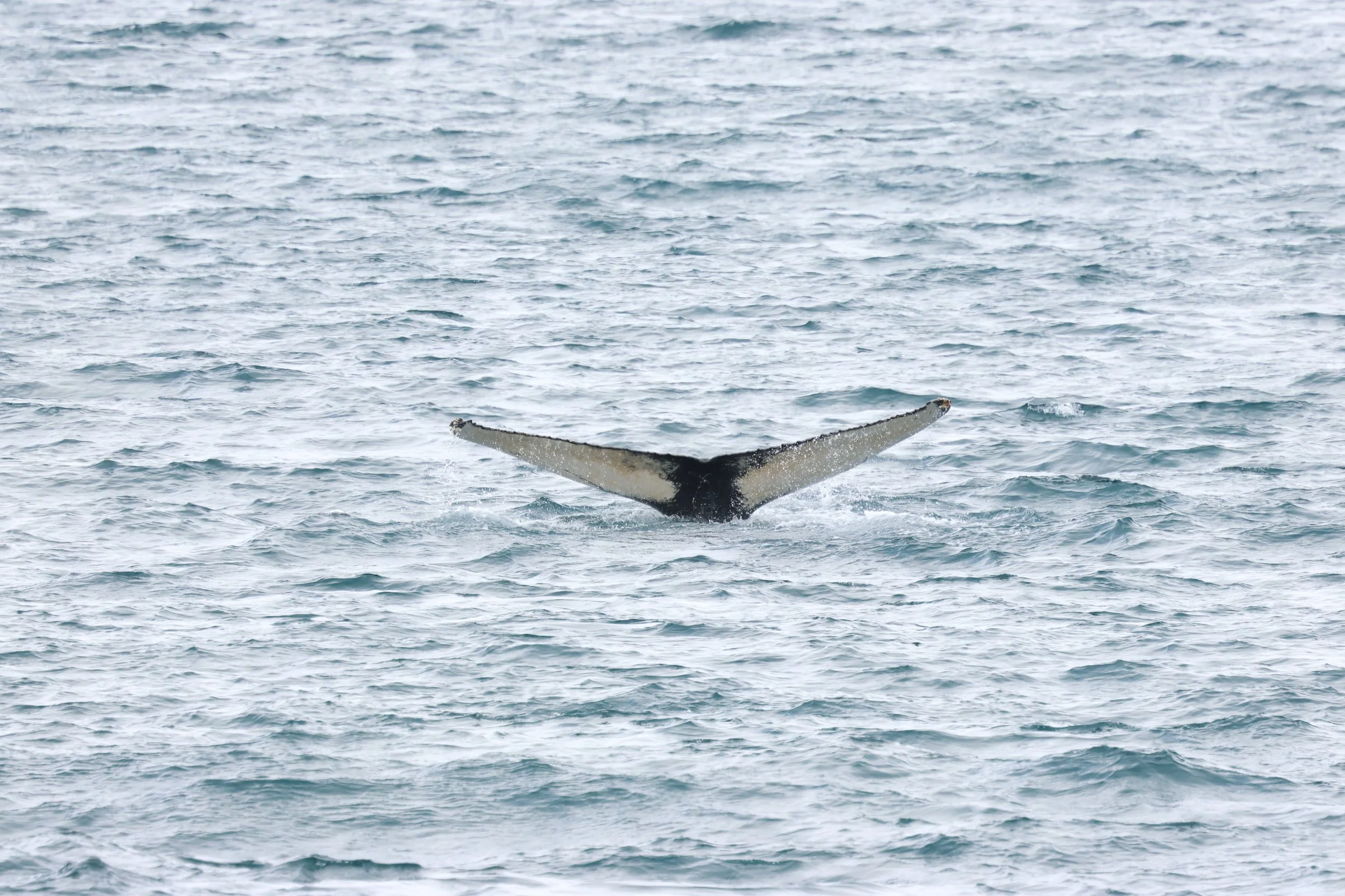 2026_03_30_1300_HOL_GISELA (22).JPG