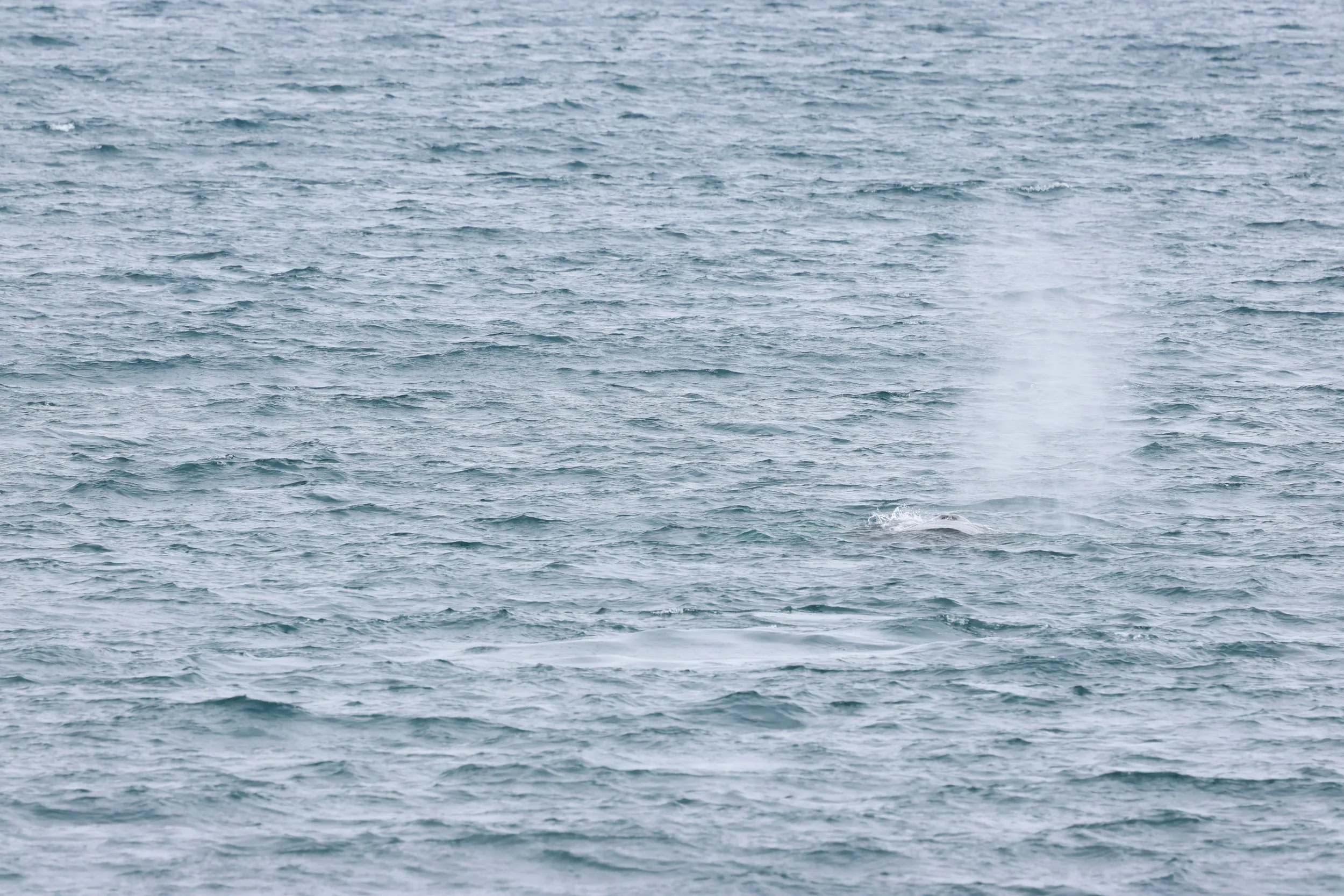 2026_03_30_1300_HOL_GISELA (37).JPG