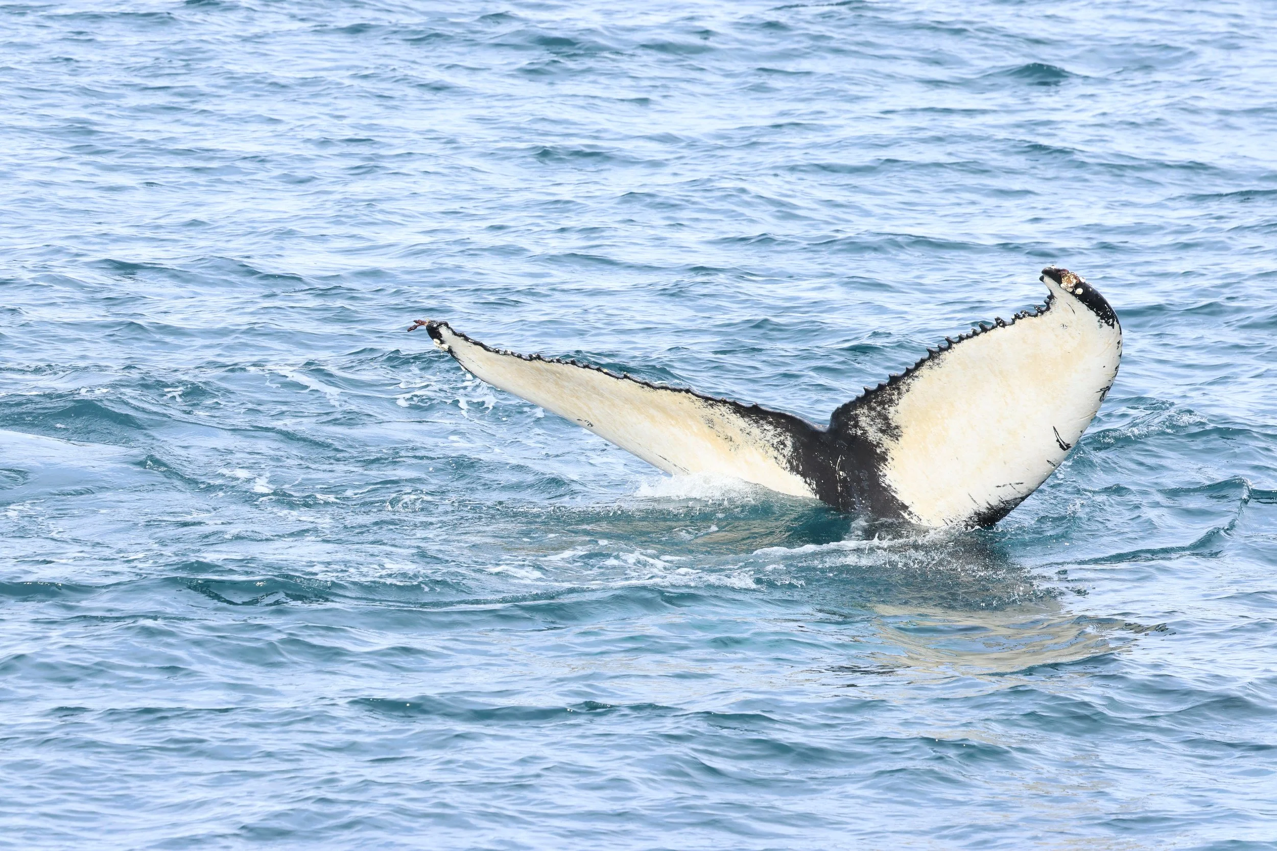 2026_03_30_1300_HOL_GISELA (79).JPG