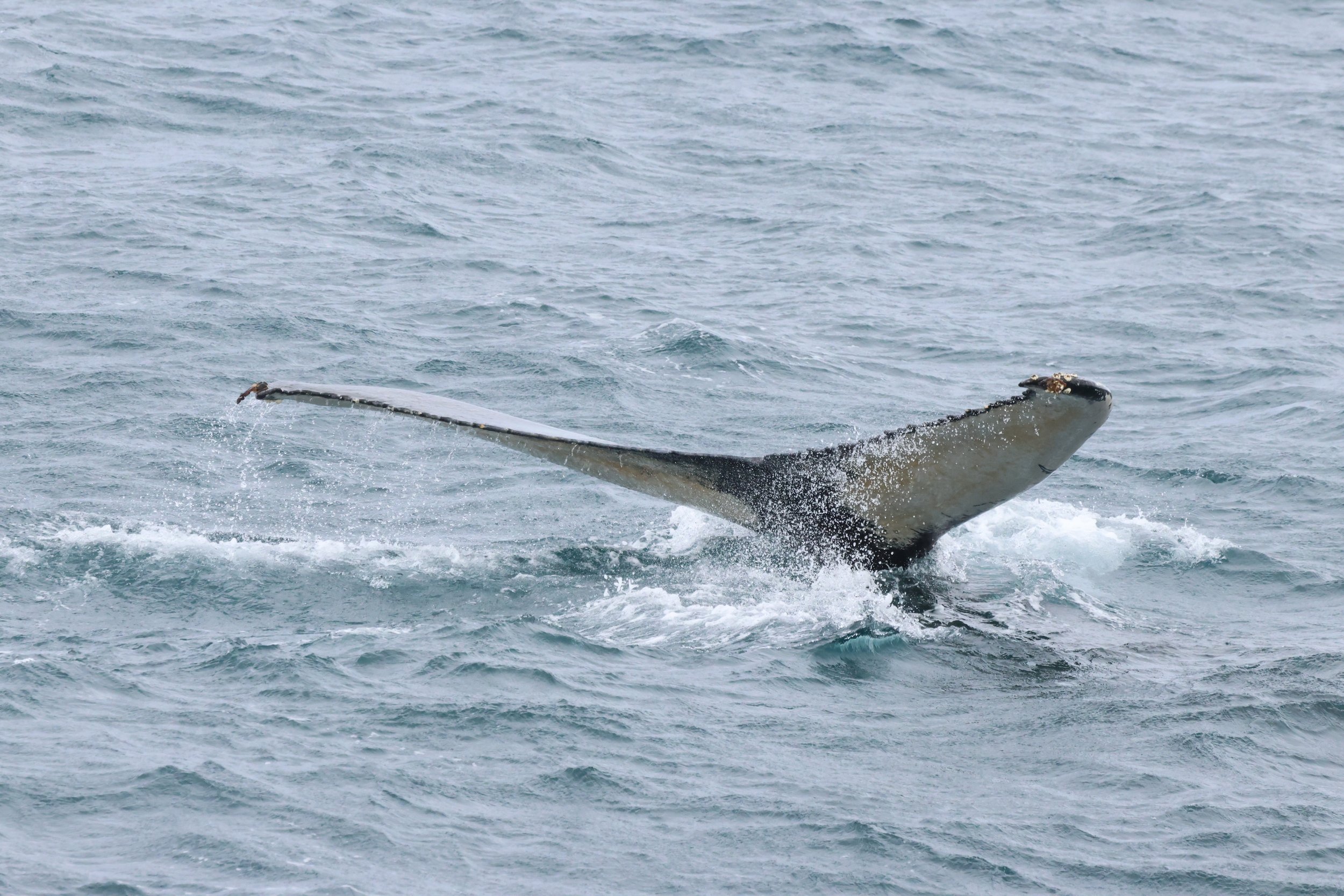 2026_04_02_0900_HOL_JACOB (27).JPG