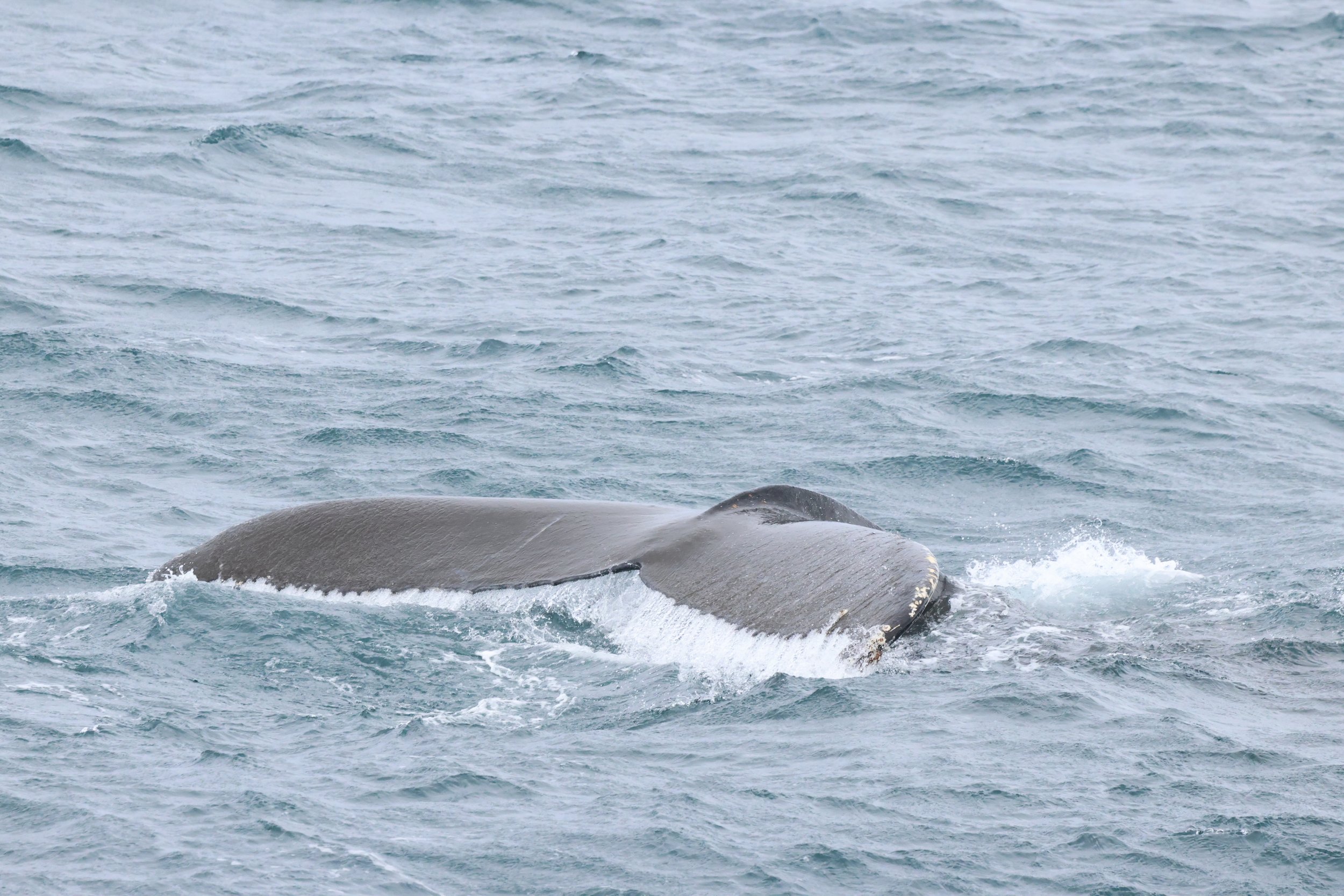 2026_04_02_0900_HOL_JACOB (22).JPG