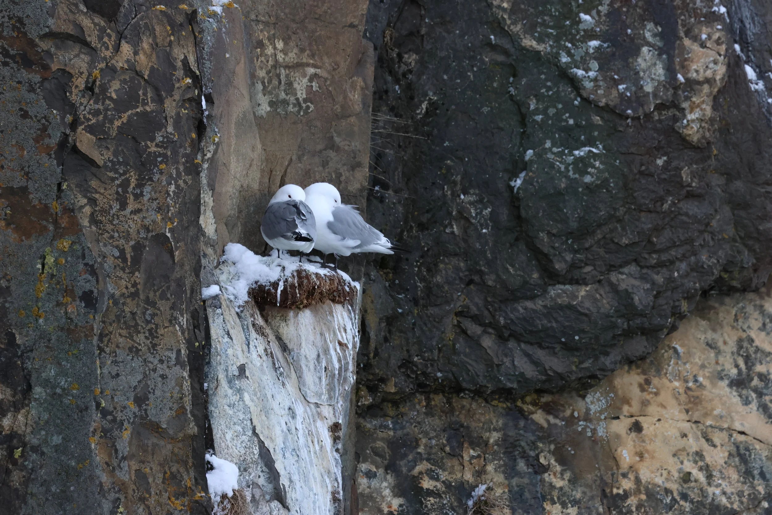 2026_04_03_0900_HOL_GISELA (2).JPG