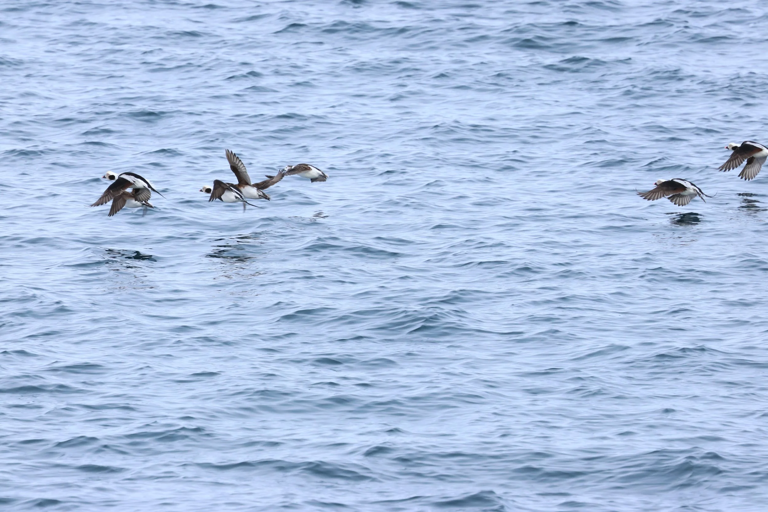 2026_04_03_0900_HOL_GISELA (9).JPG