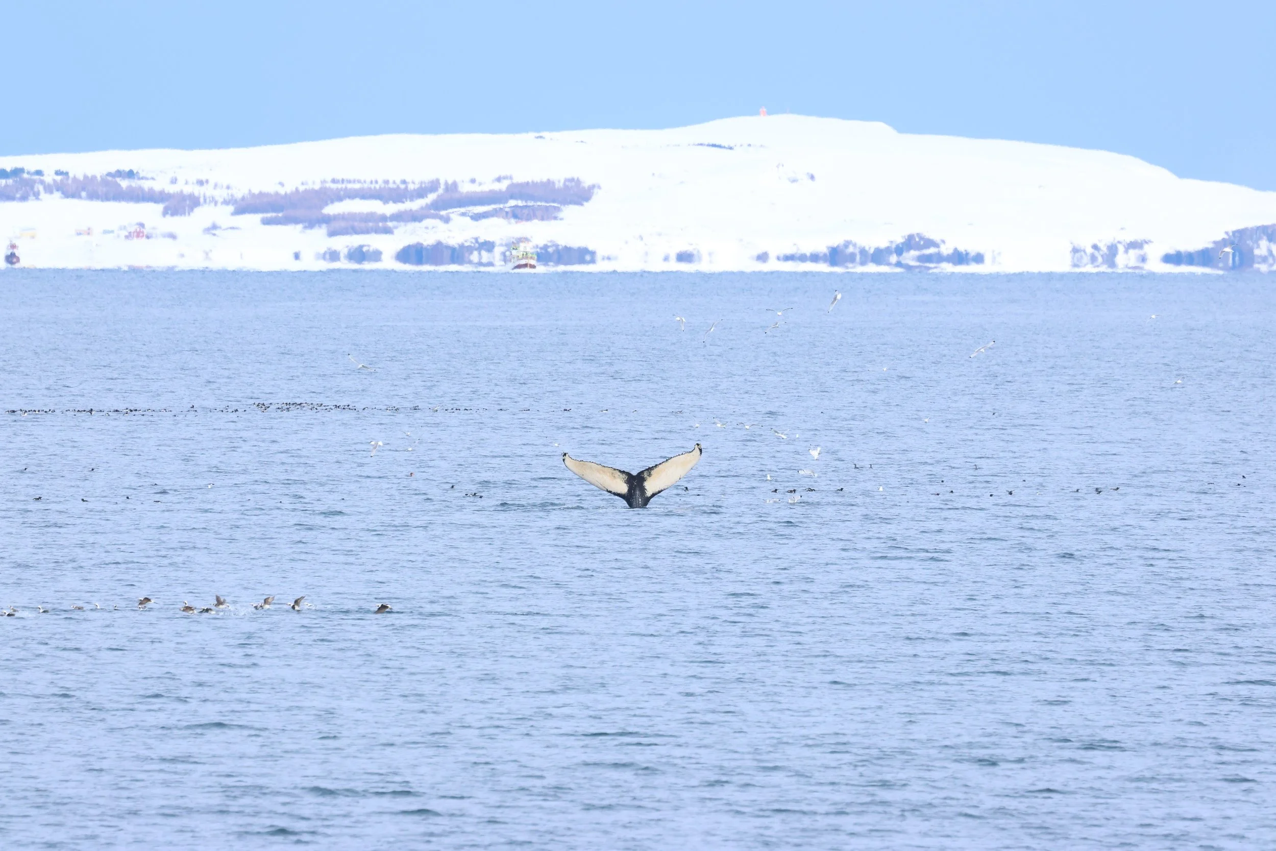 2026_04_03_0900_HOL_GISELA (13).JPG