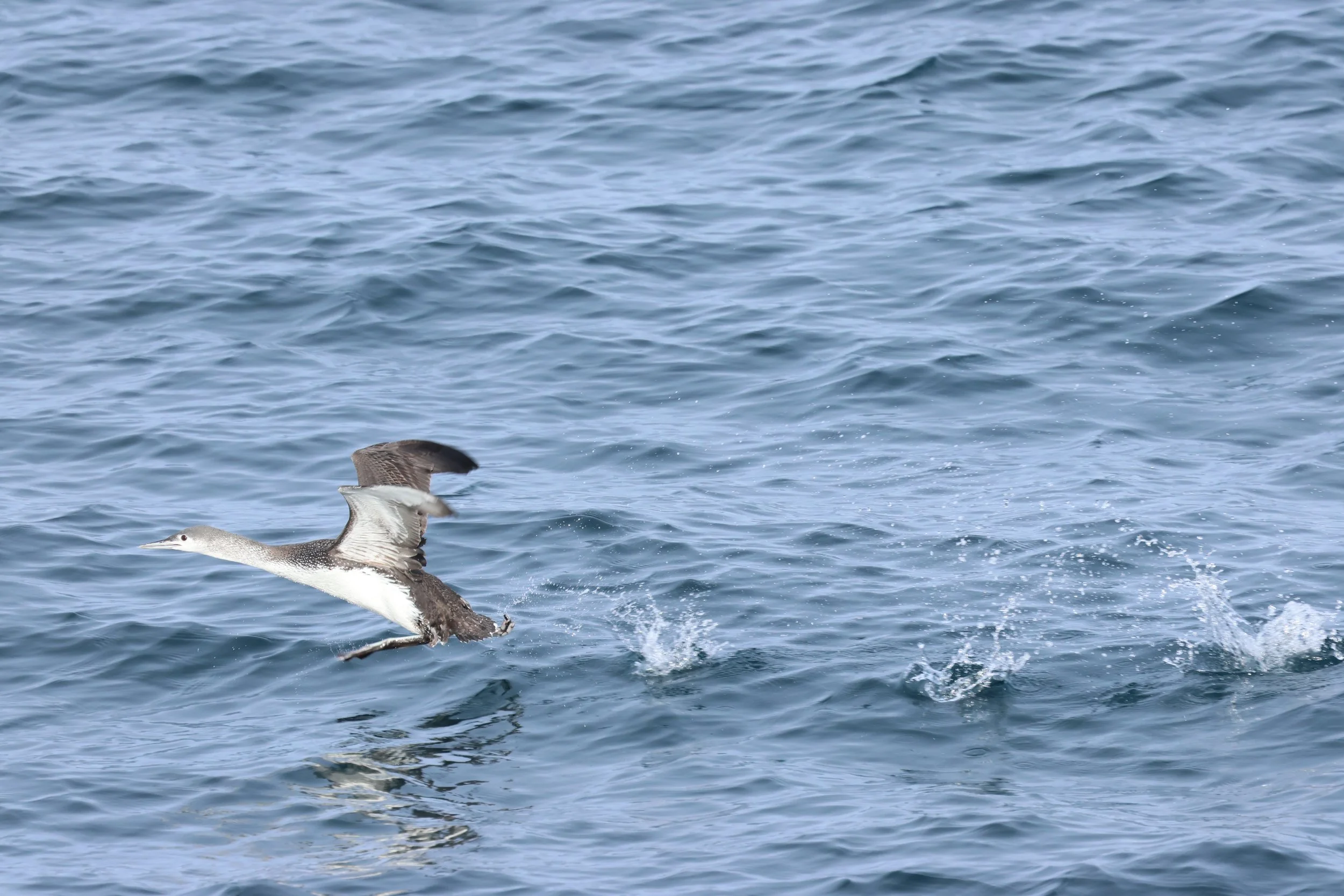 2026_04_03_0900_HOL_GISELA (20).JPG