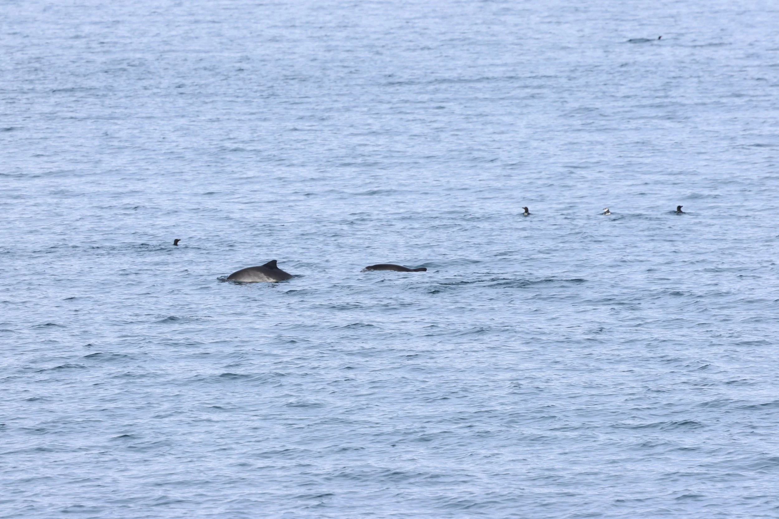 2026_04_03_0900_HOL_GISELA (39).JPG